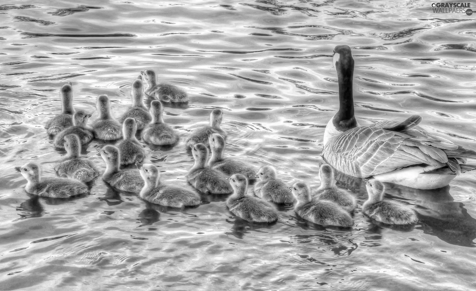 mother, young, water, goose