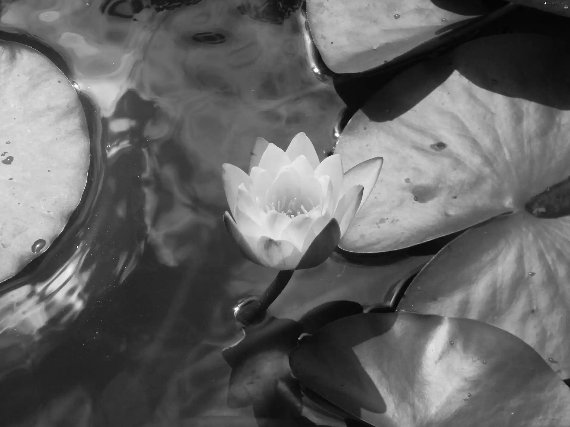 nenuphar, reflection, water, Leaf