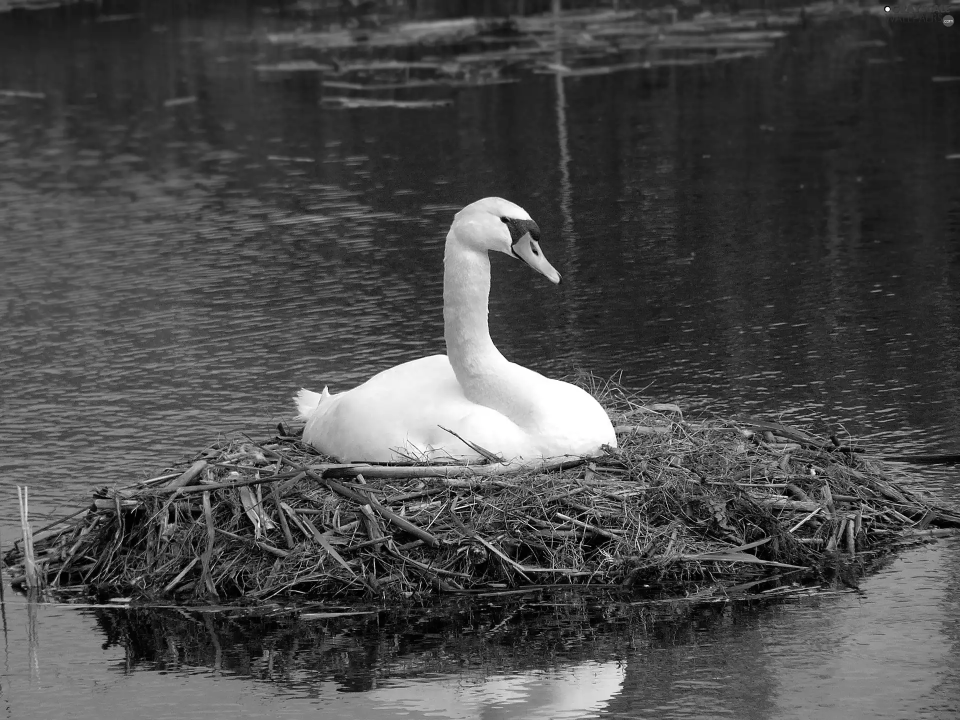 water, Swans, nest