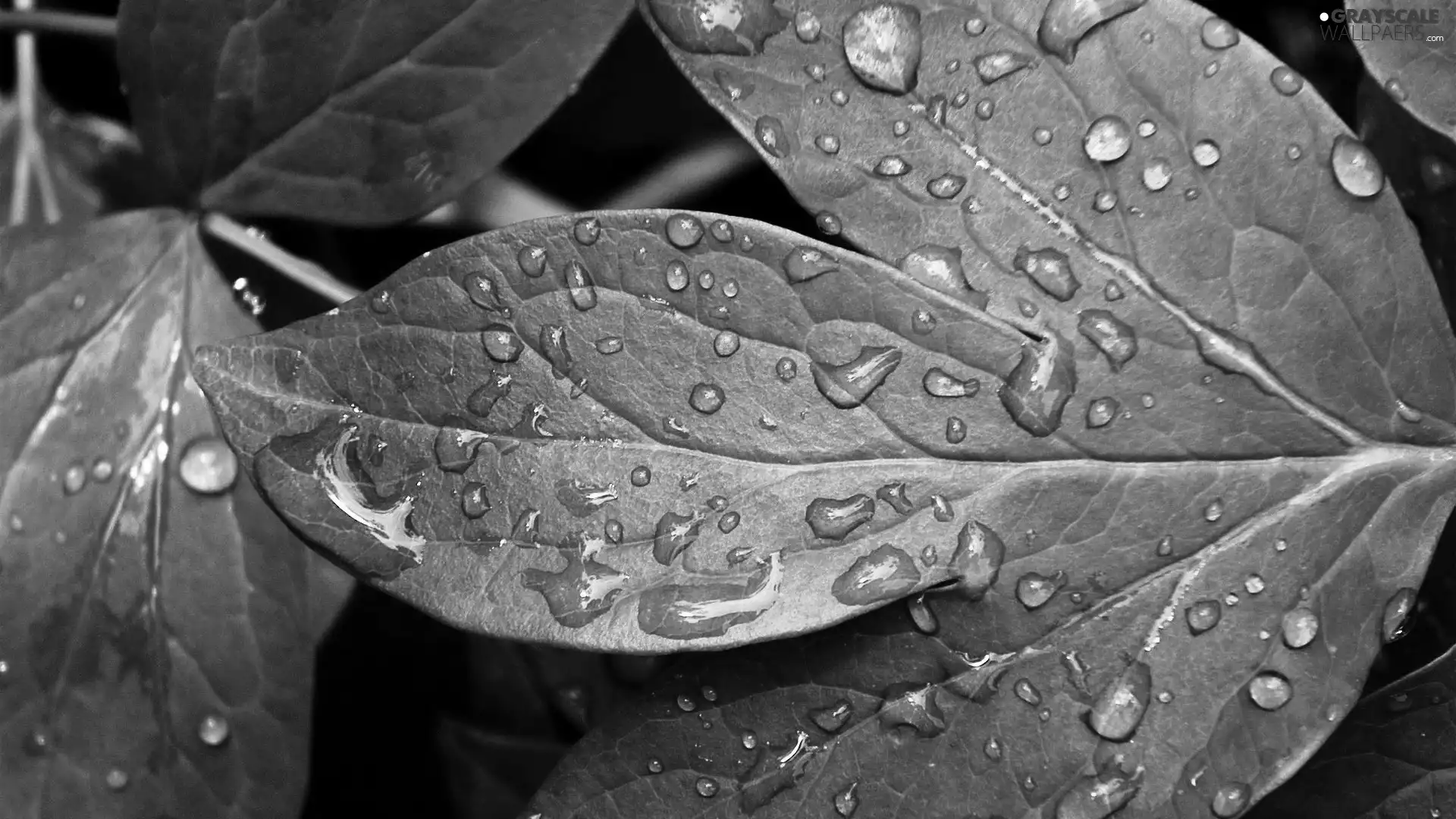 green ones, drops, water, Leaf