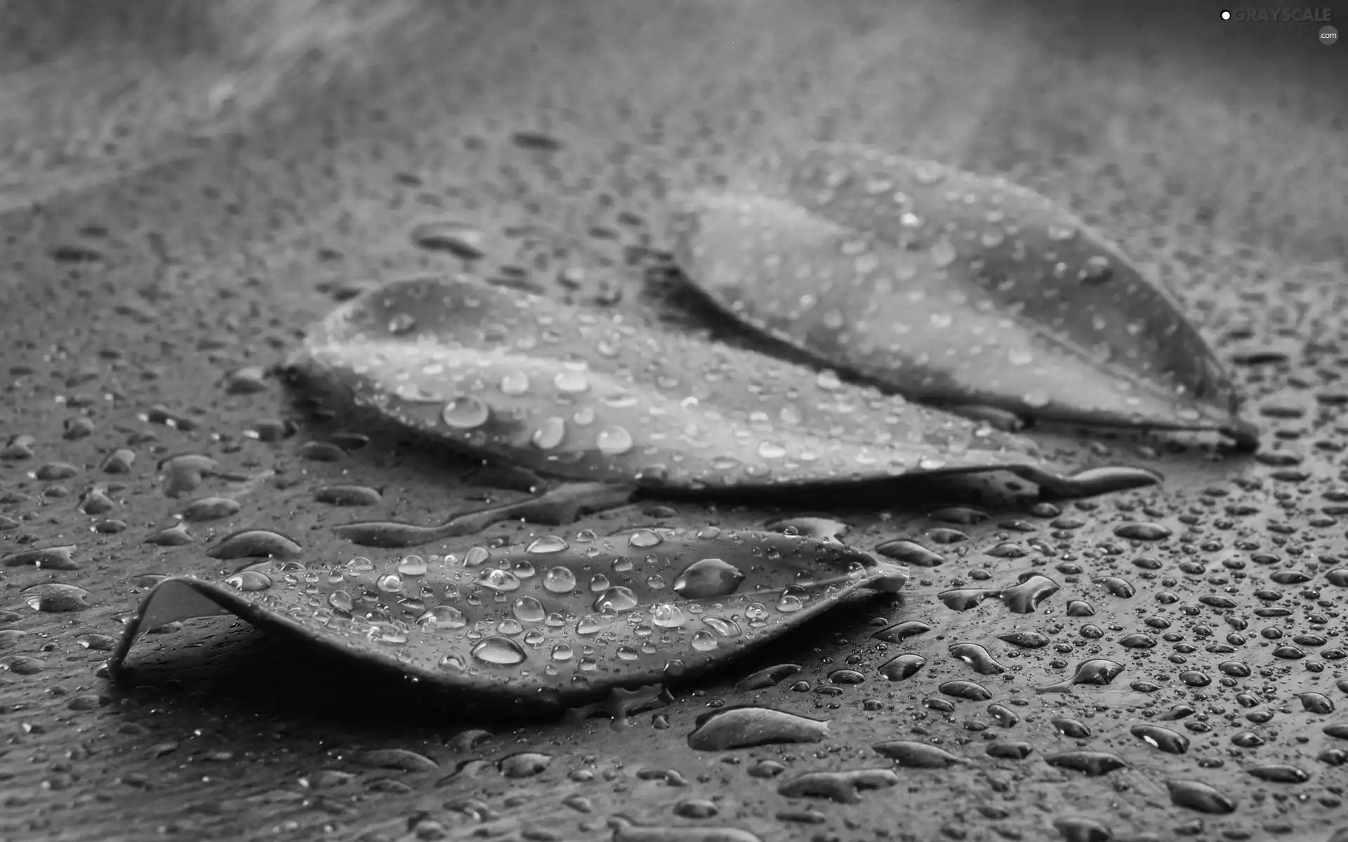 green ones, drops, water, Leaf