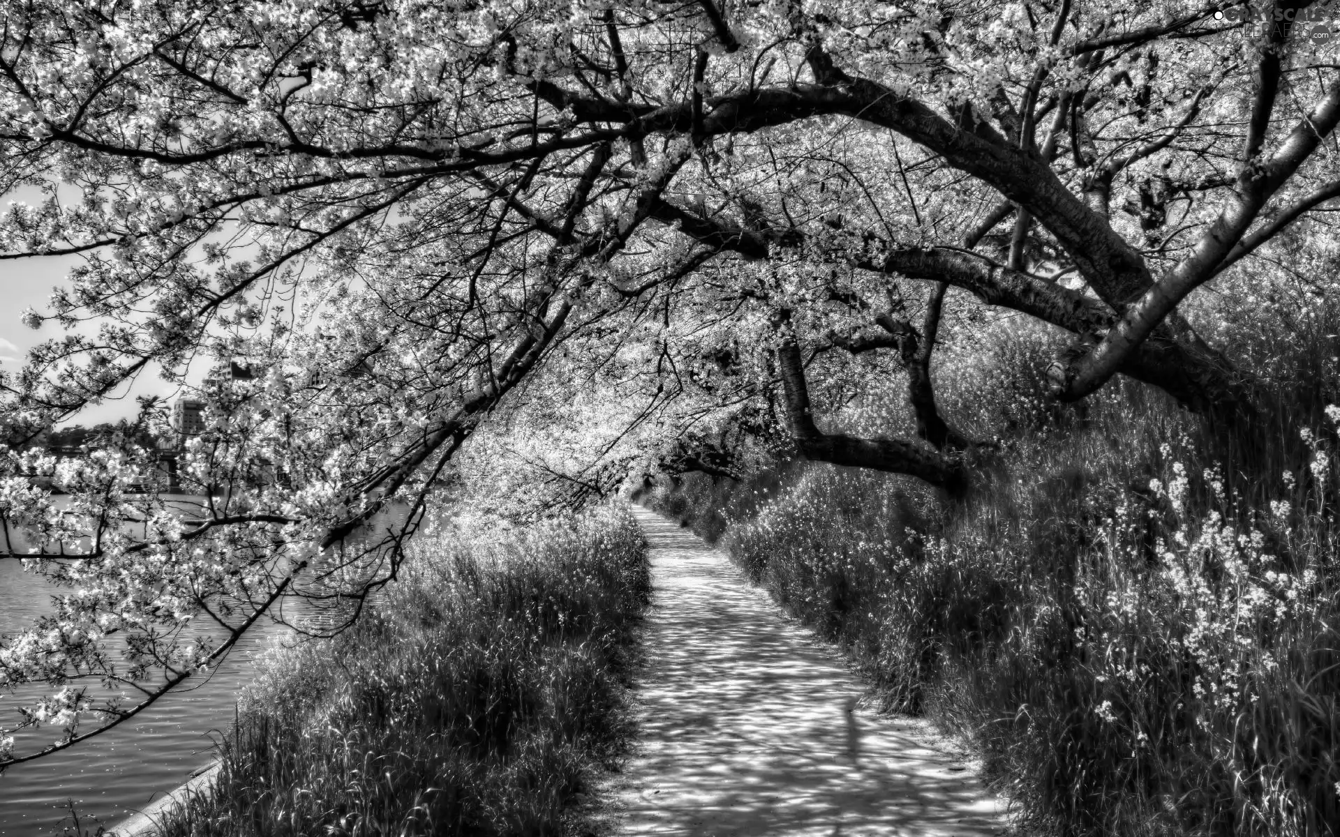 water, Path, trees, viewes, flourishing