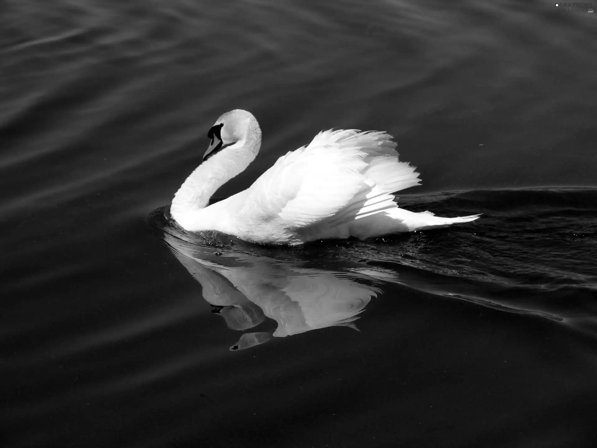 water, Swans, pen