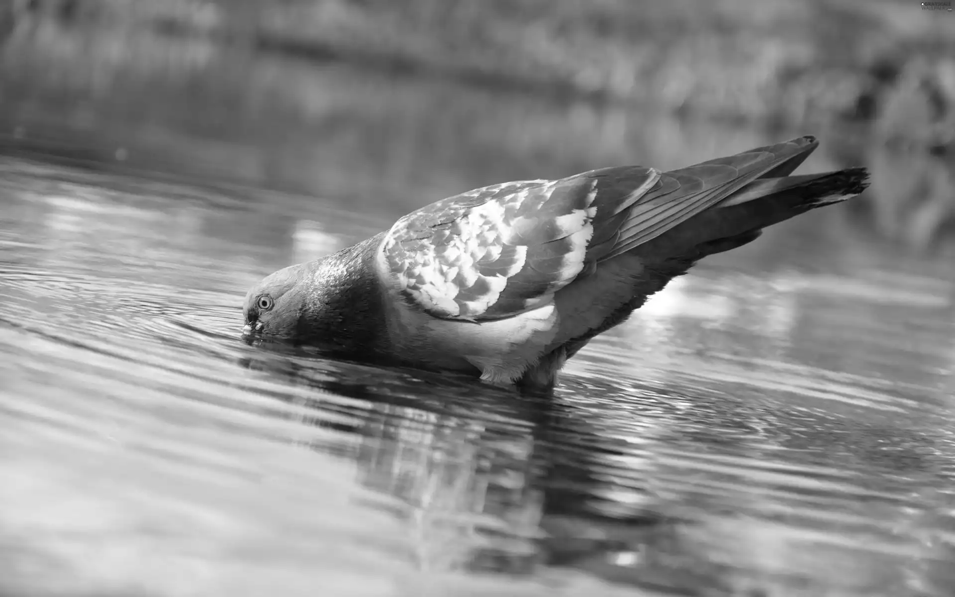 pigeon, water