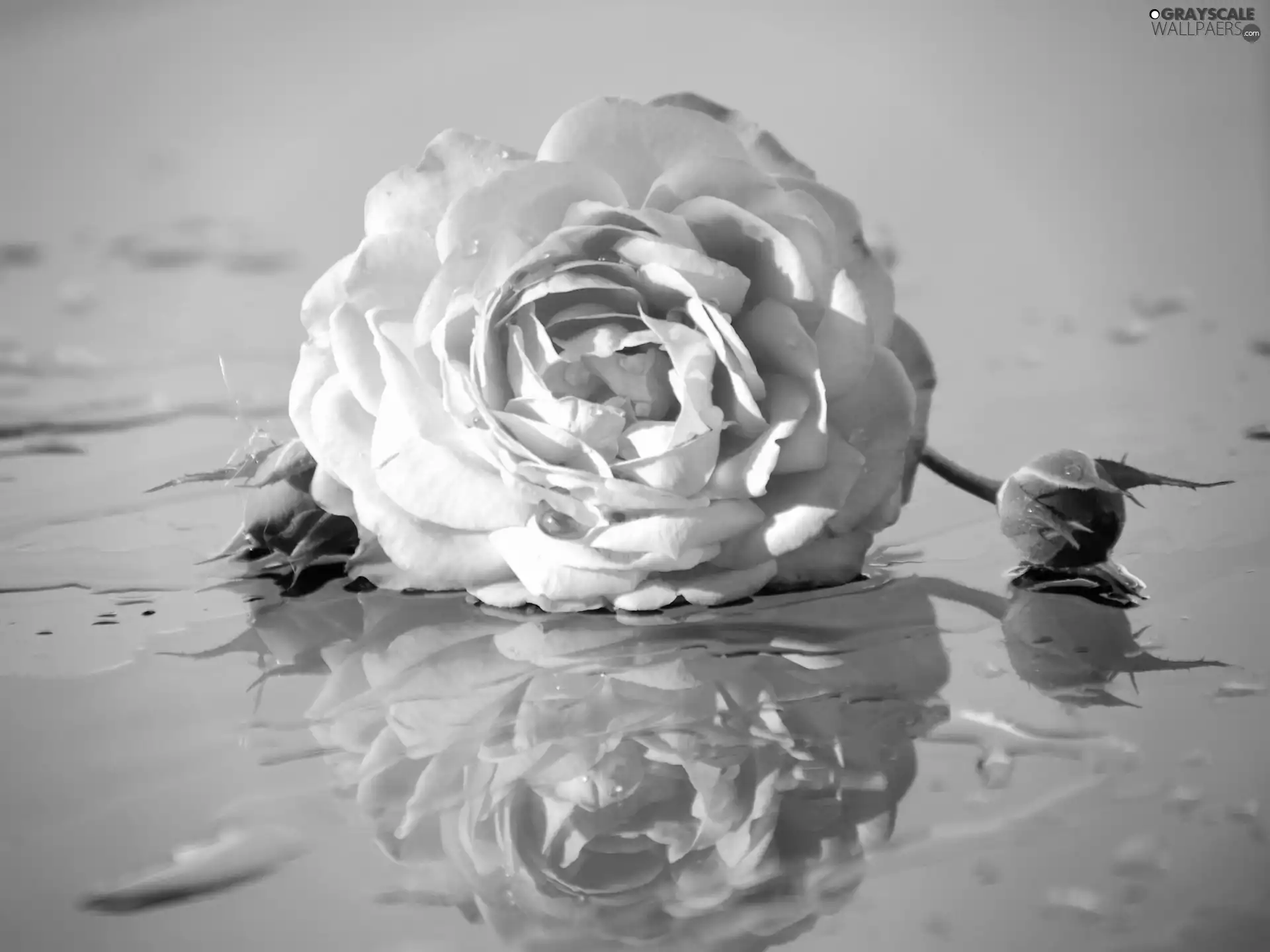 Pink, donuts, water, rose