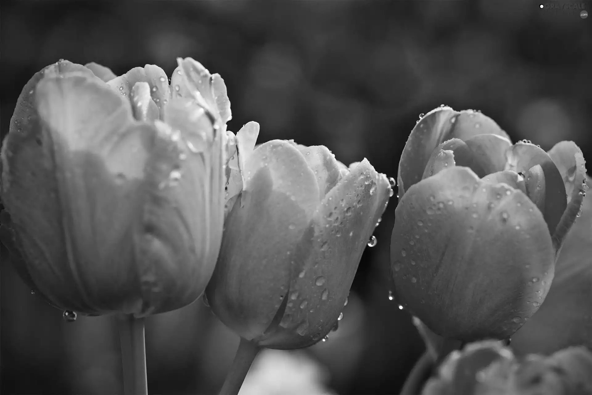 Pink, drops, water, Tulips