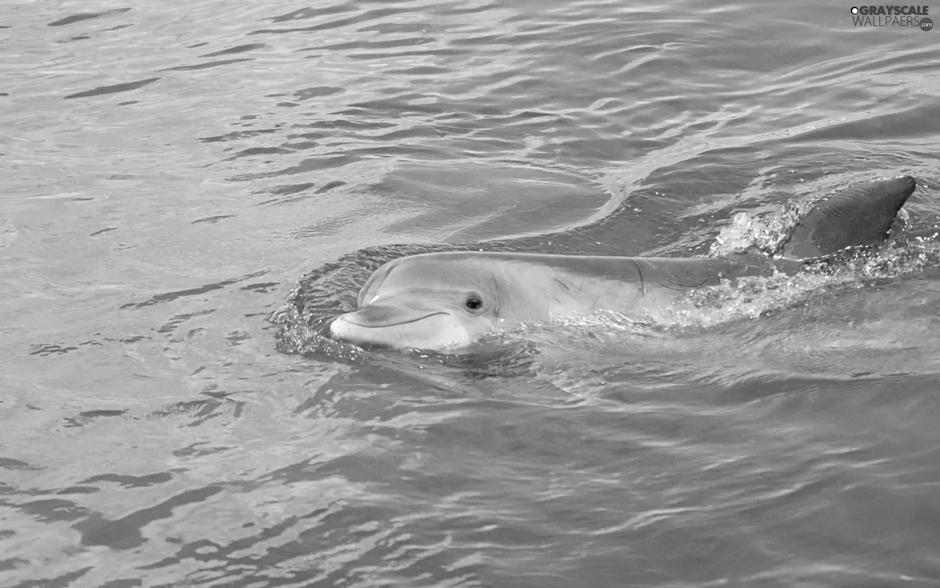 water, dolphin, Pool