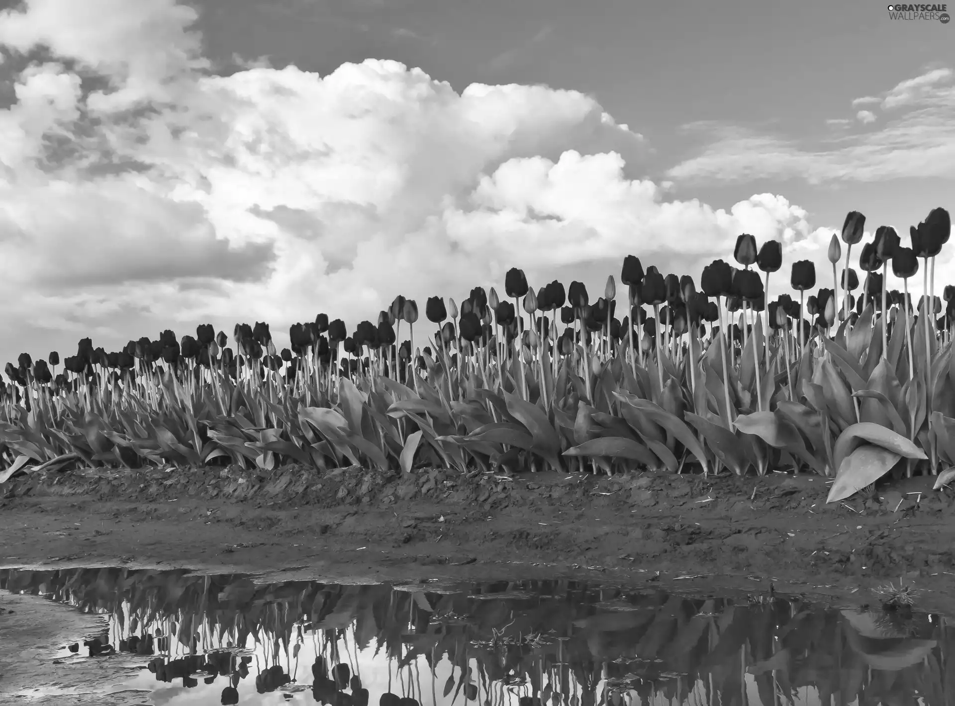 Red, cultivation, water, Tulips