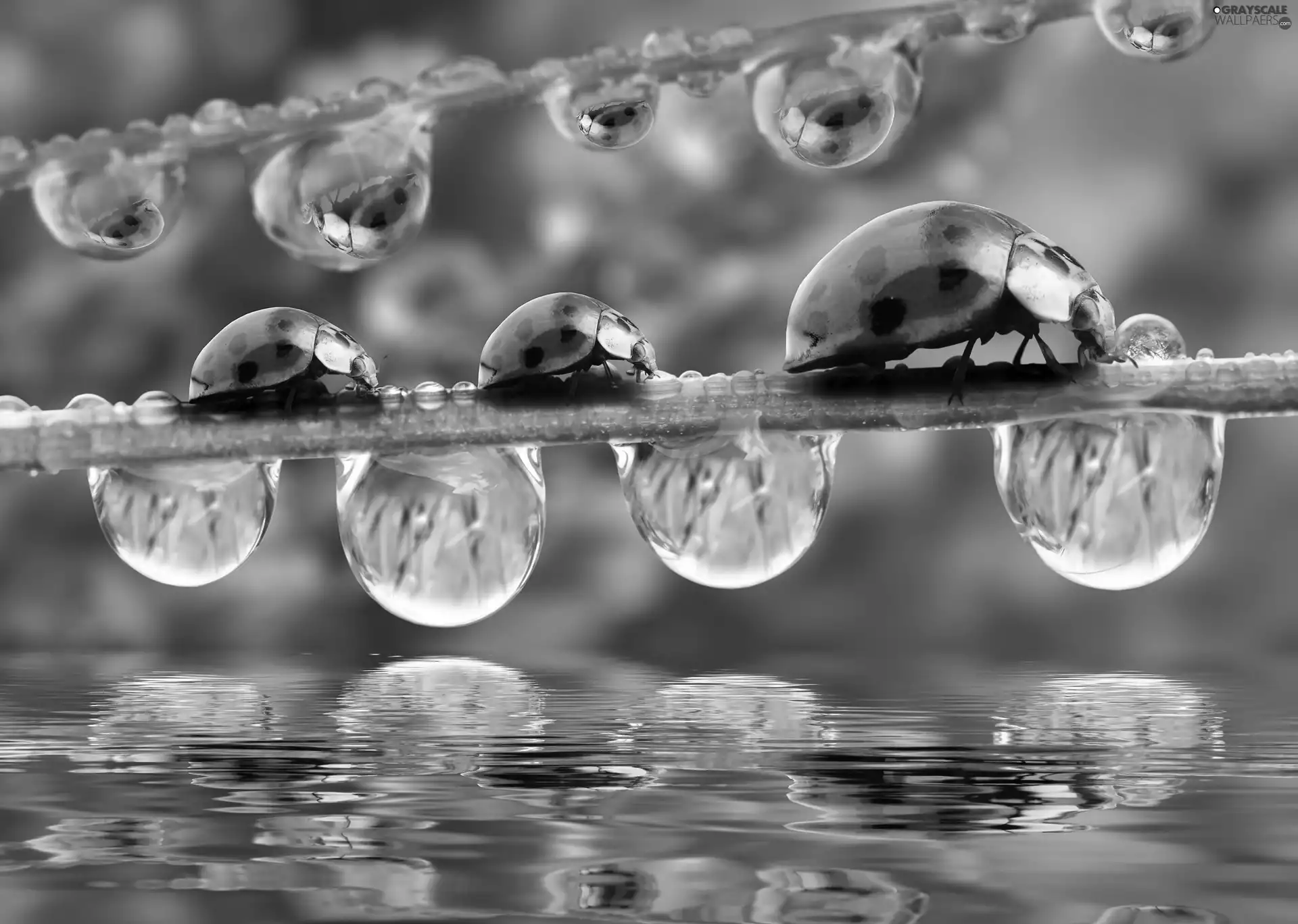 water, reflection, grass, drops, ladybugs