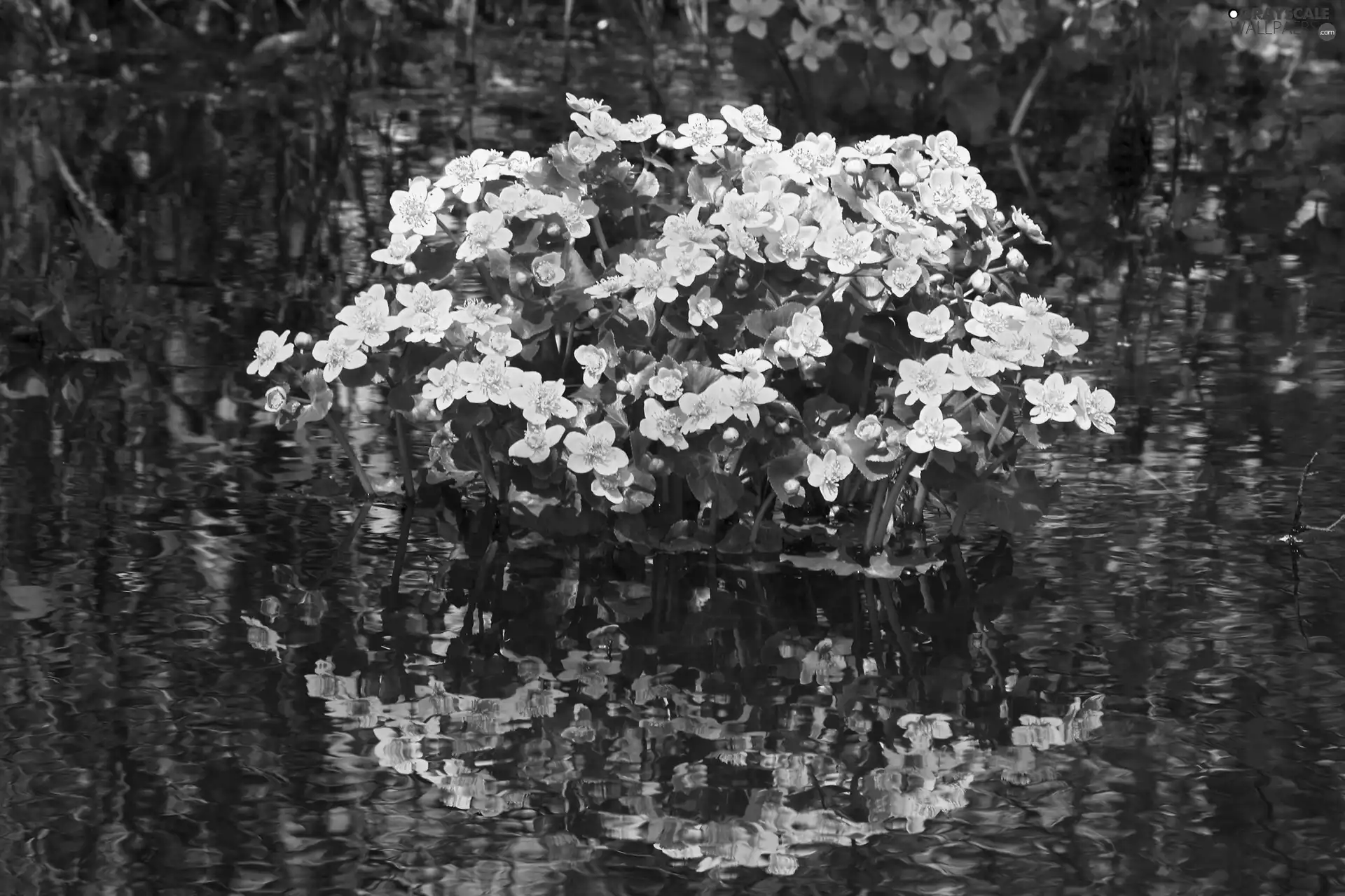 water, marigolds, reflection