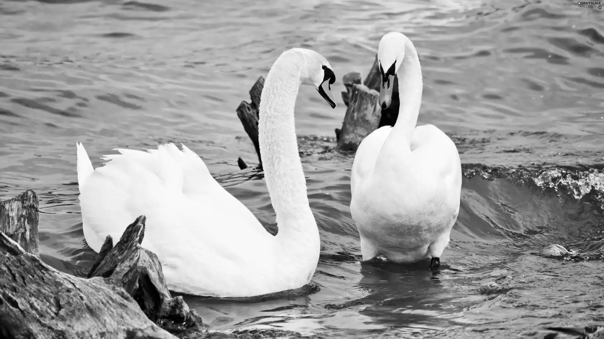 water, Swan, River