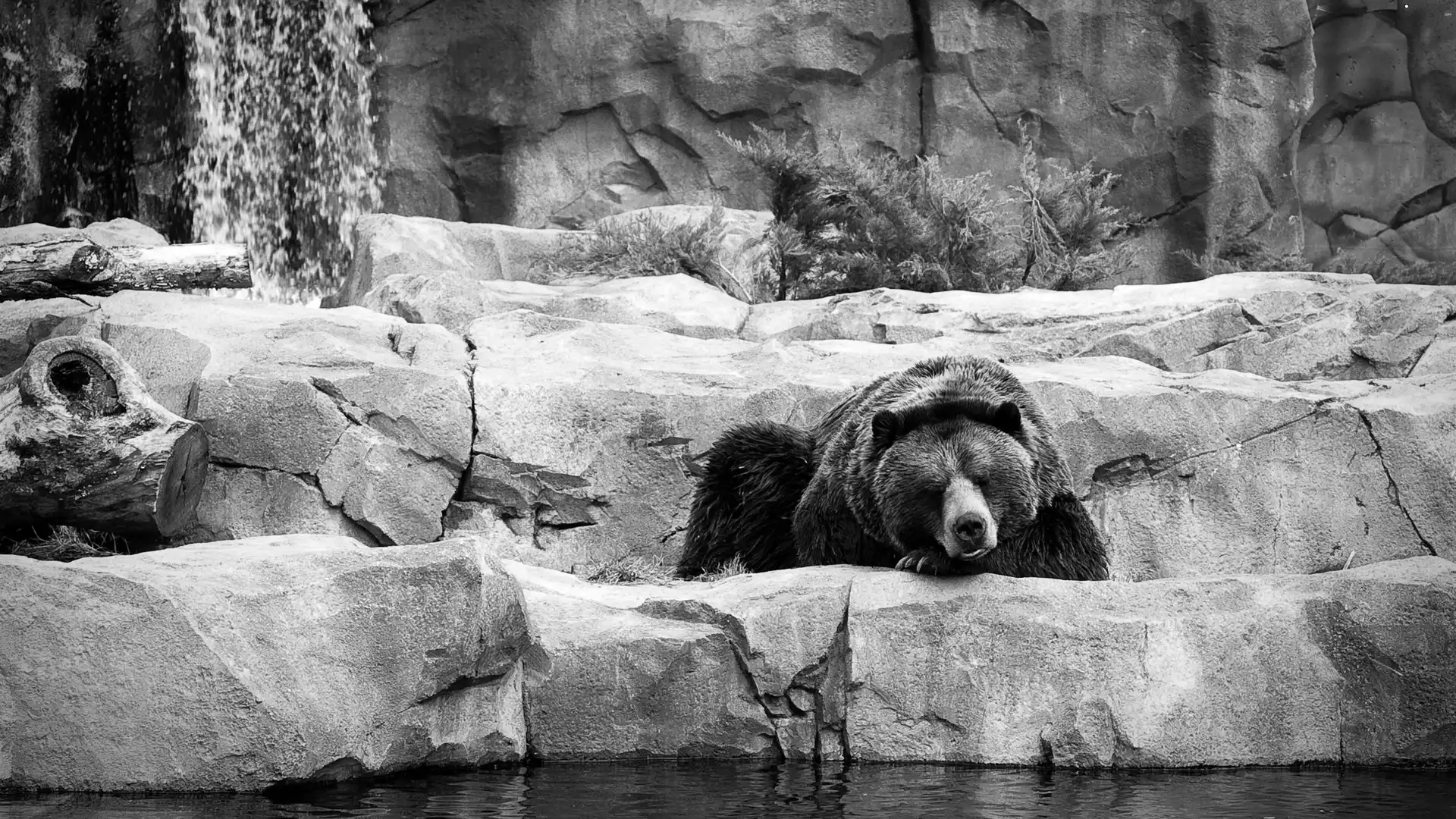 water, bear, rocks