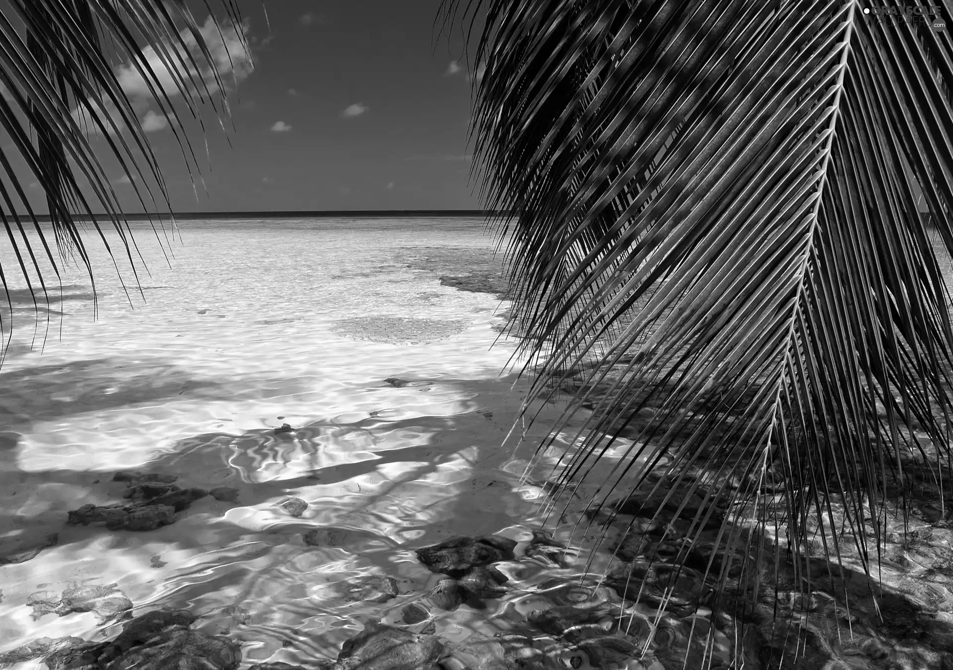 sea, Crystal, water, Palm