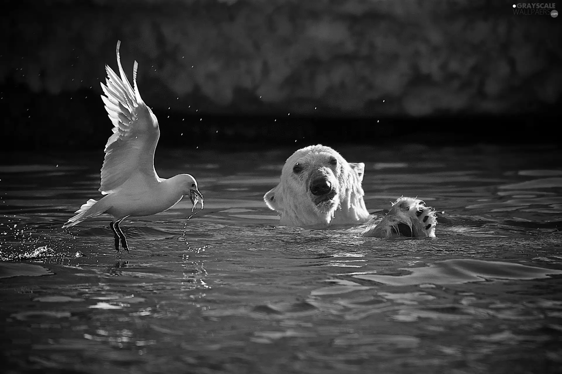 seagull, Teddy Bear, water, Head