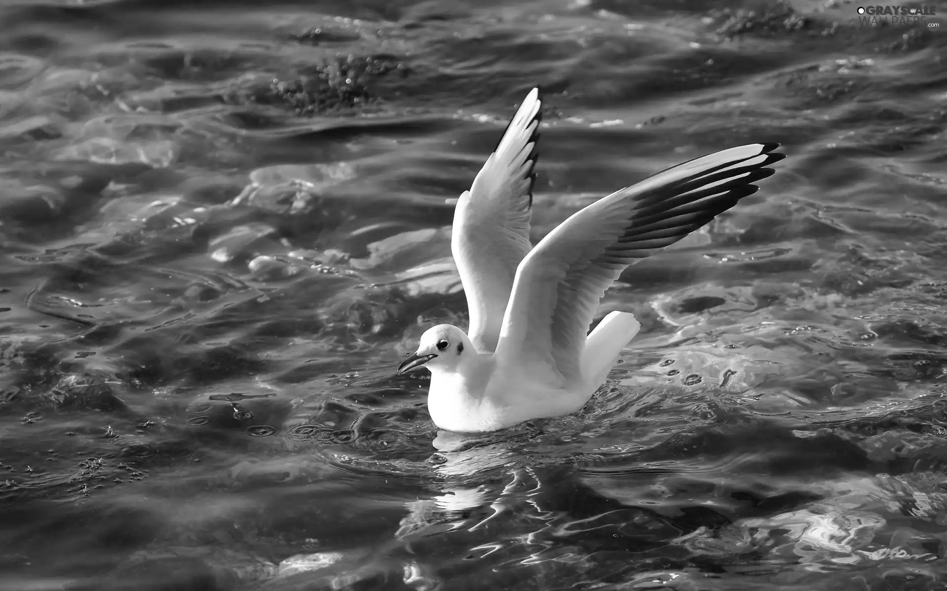 water, Bird, seagull