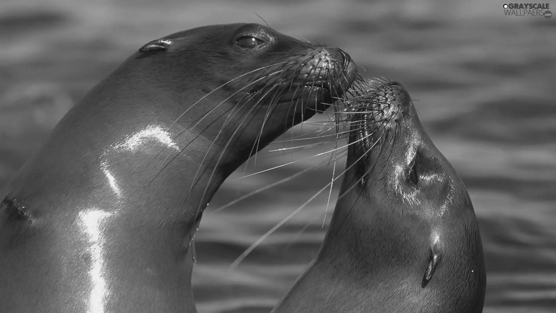 water, Two, seals