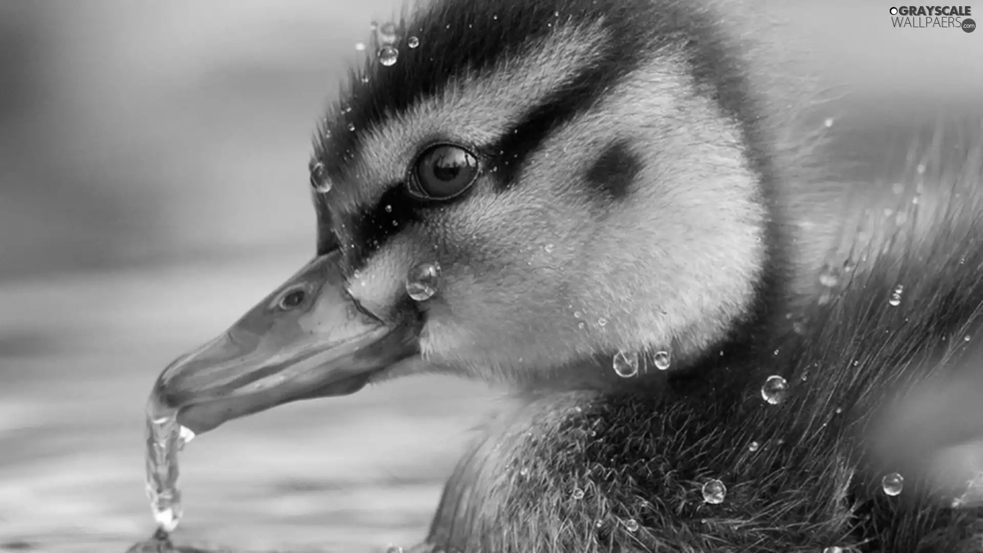 small, drops, water, Ducky