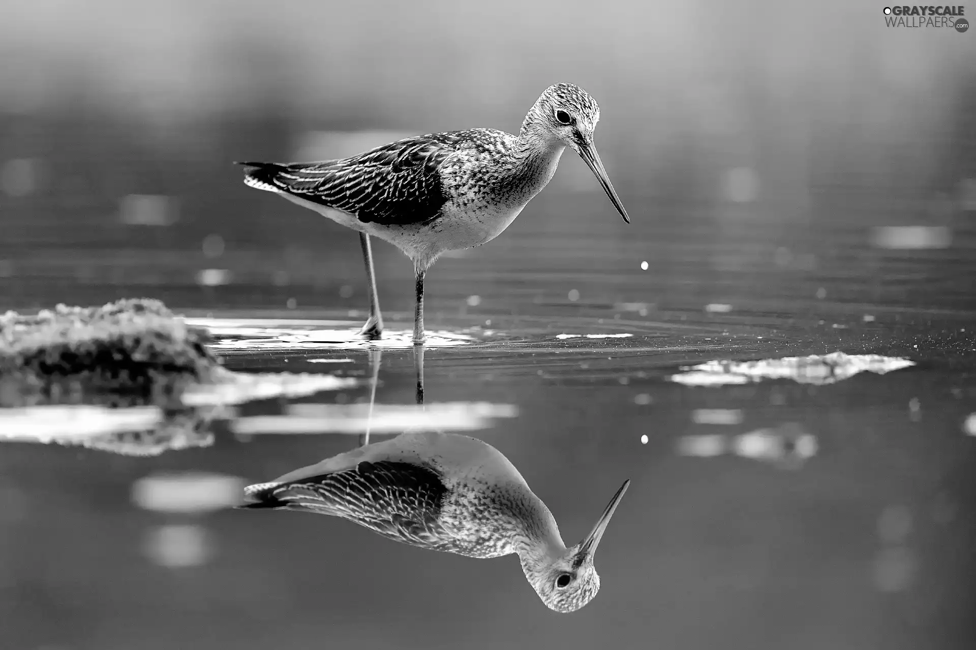 water, Bird, snipe