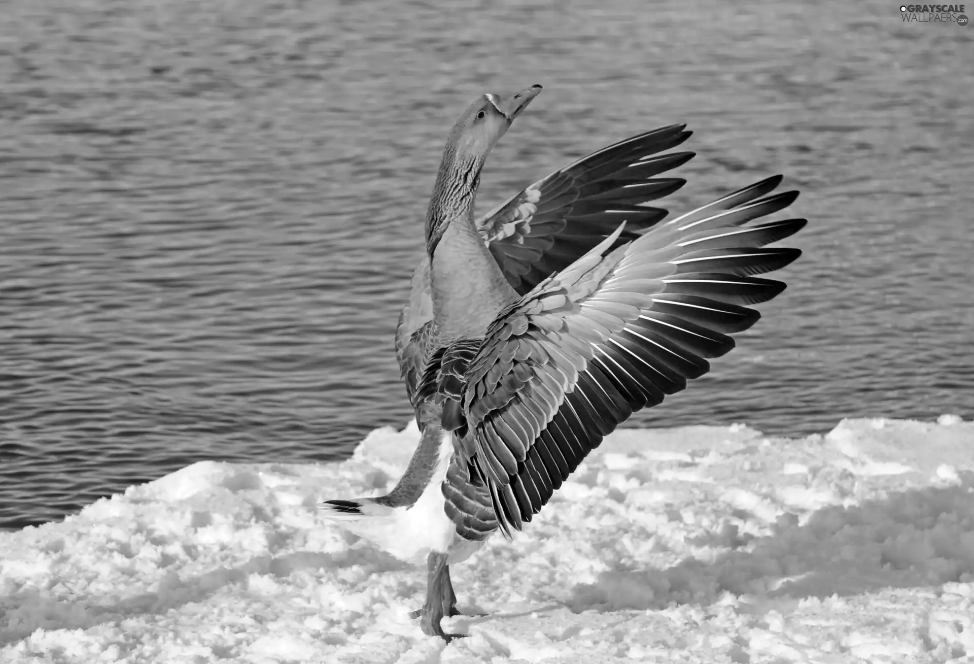 water, snow, goose, dance, Bird