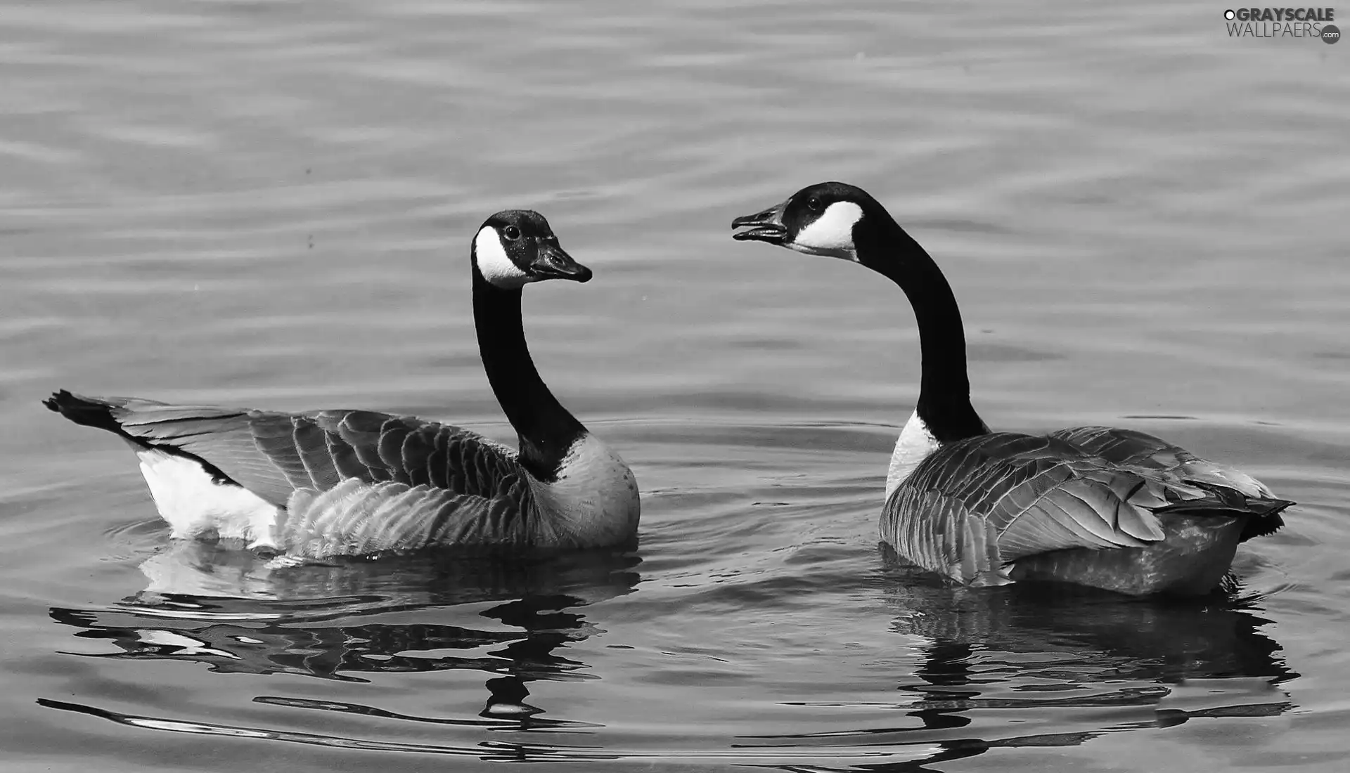 water, geese, Steam