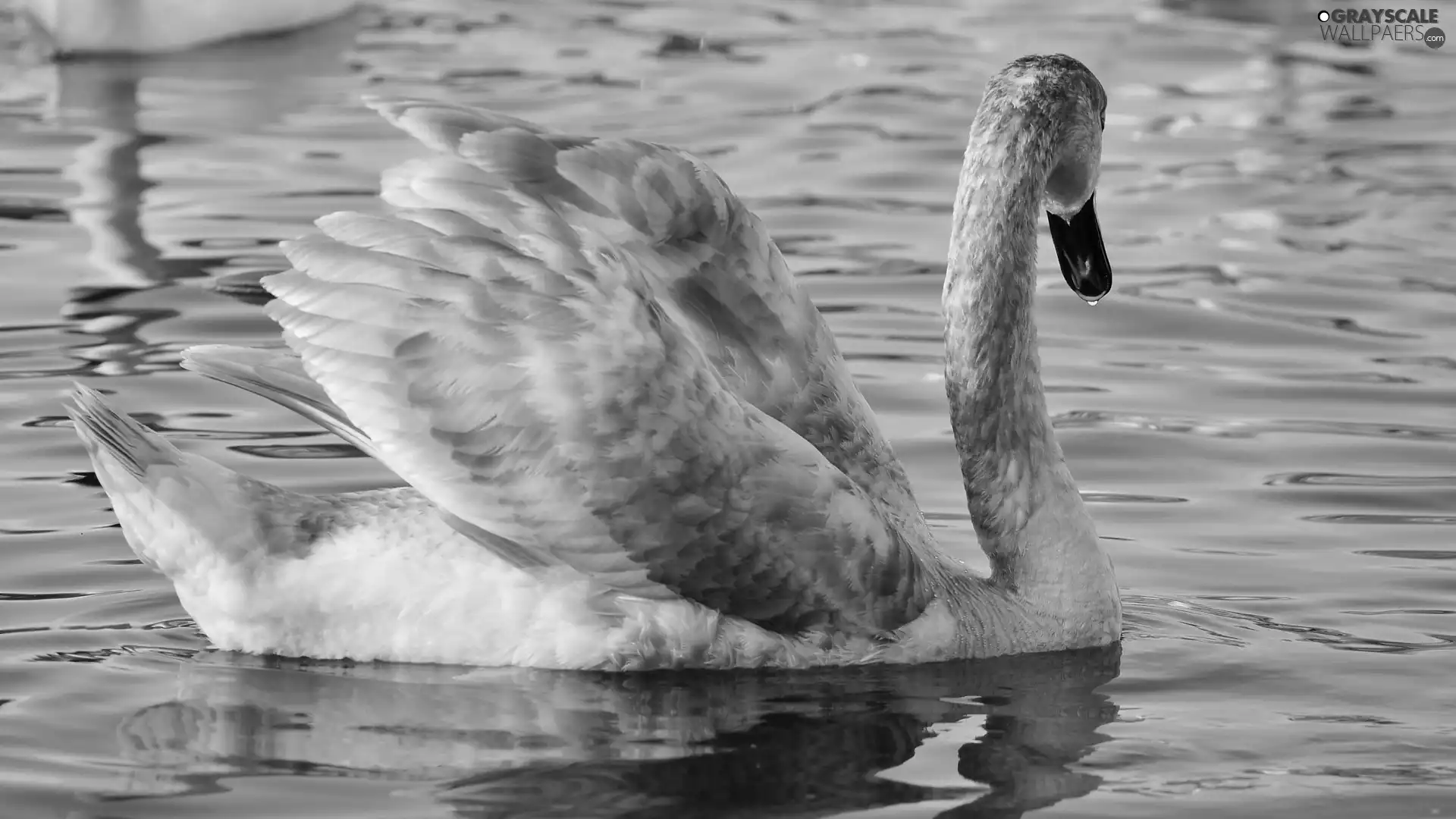 swan, water