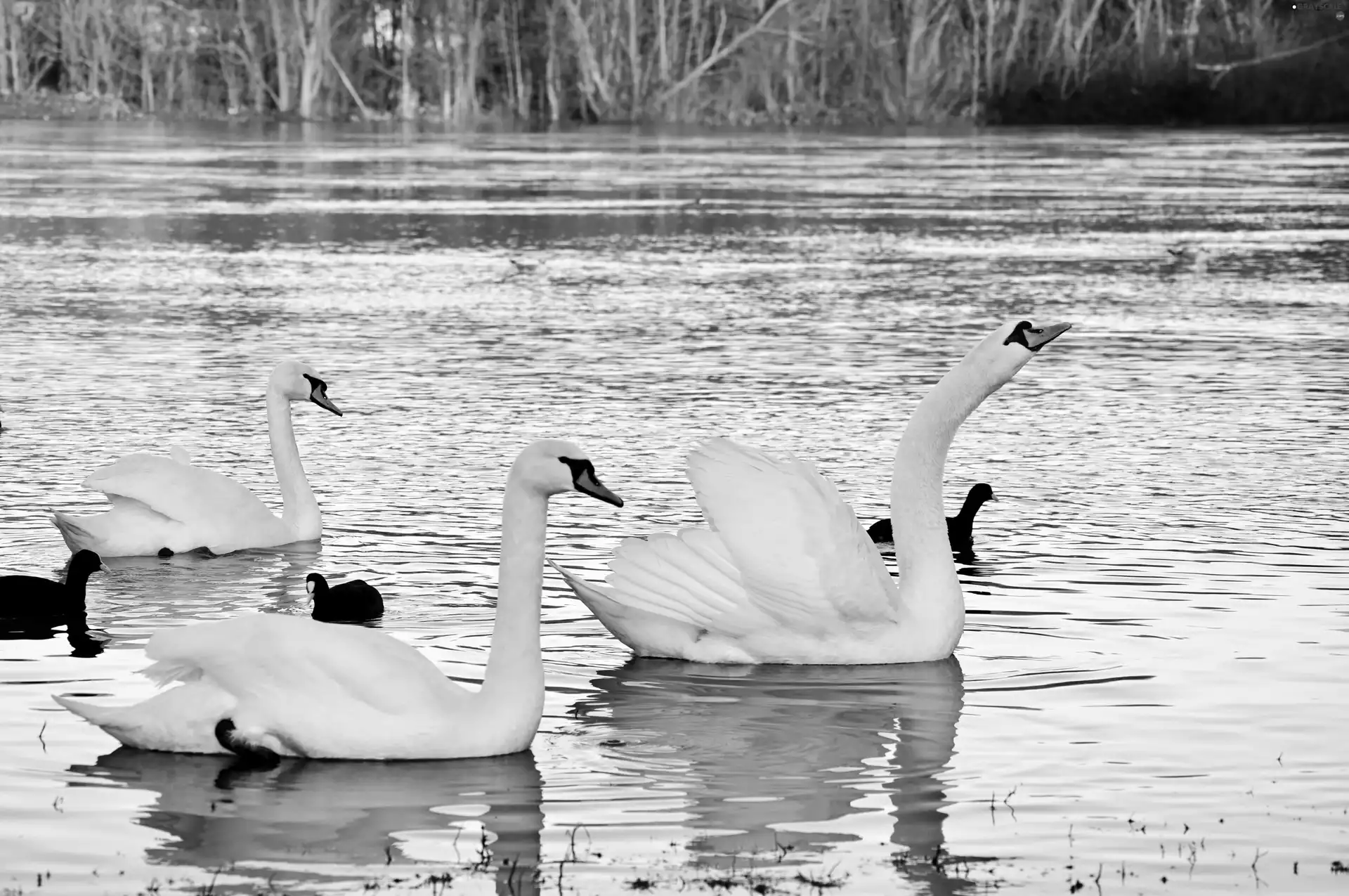 Swan, water