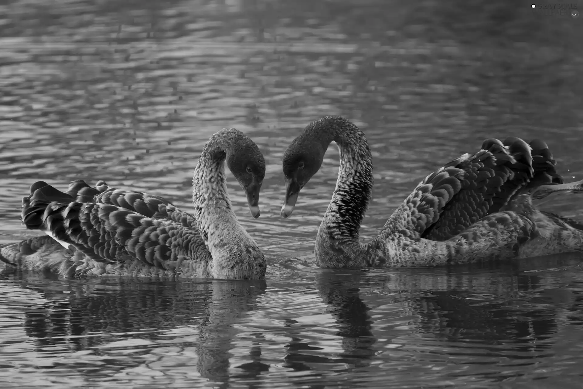 water, Grey, Swan