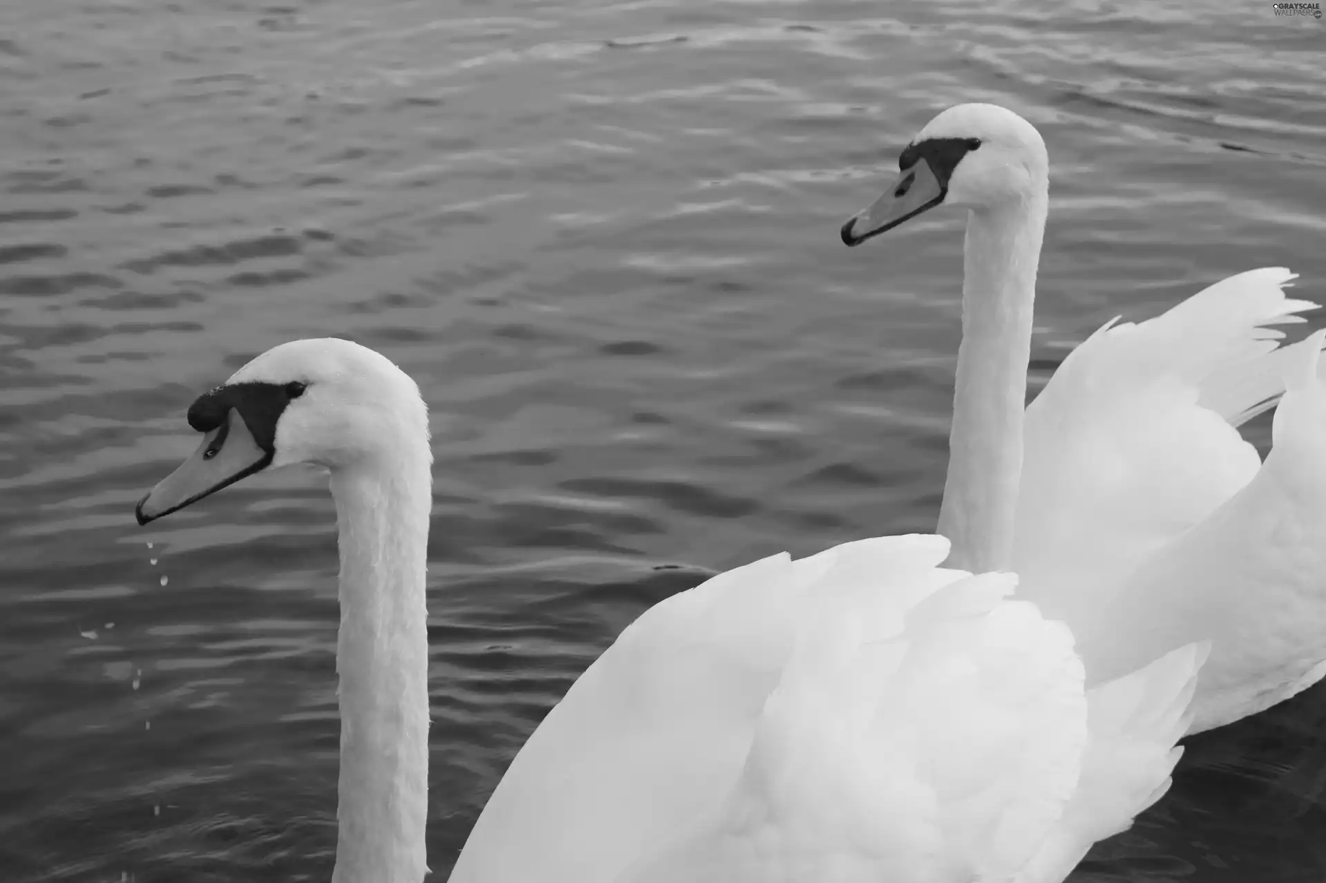 water, White, Swan