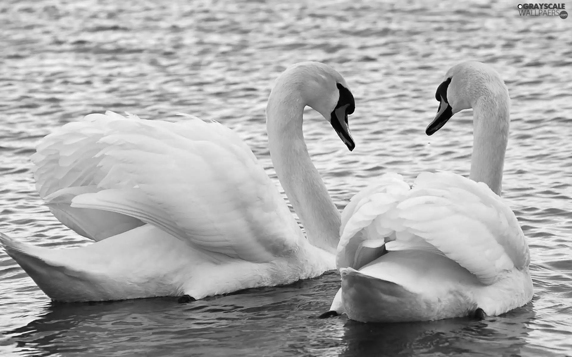 water, White, Swan