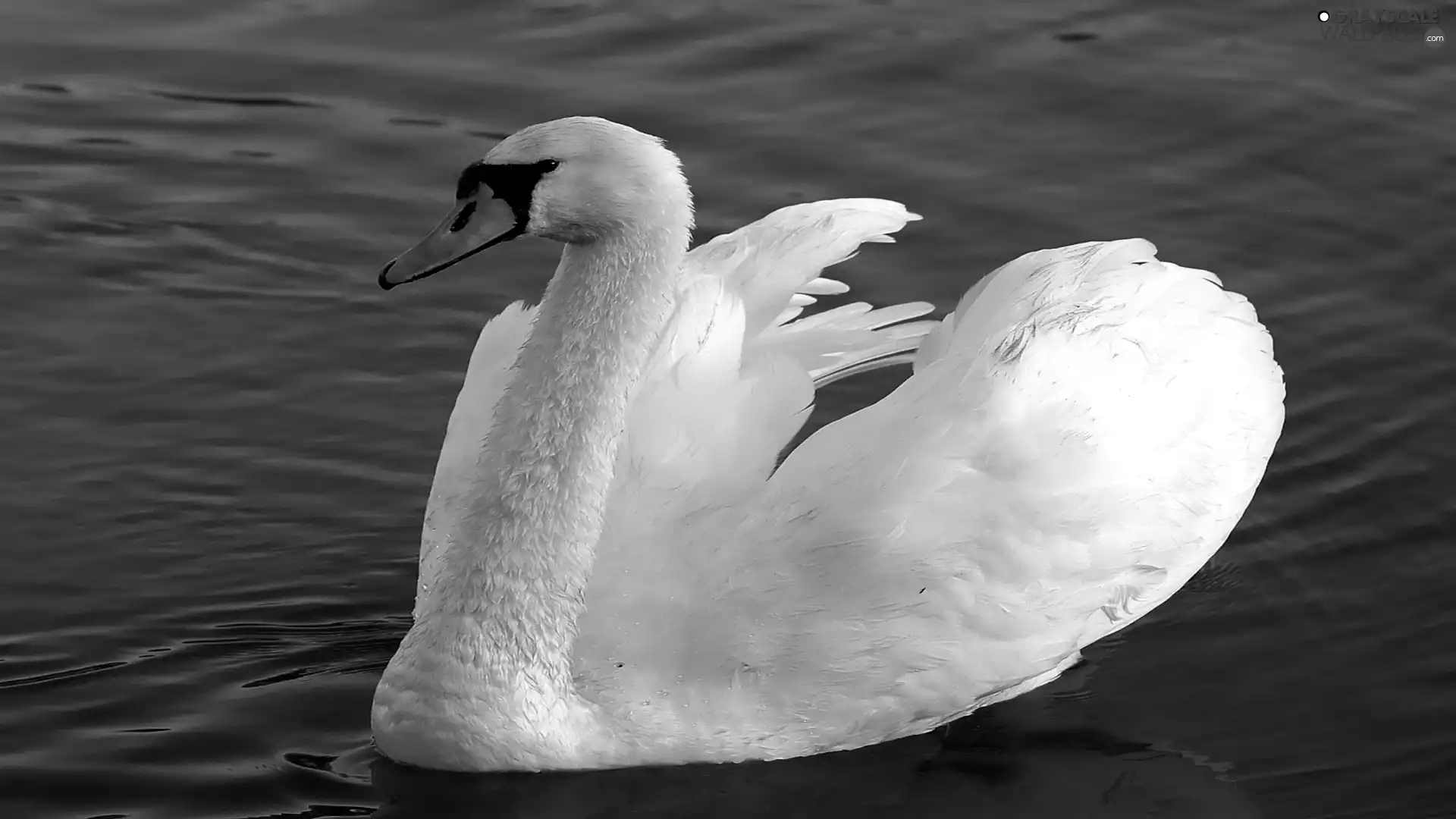 swan, water