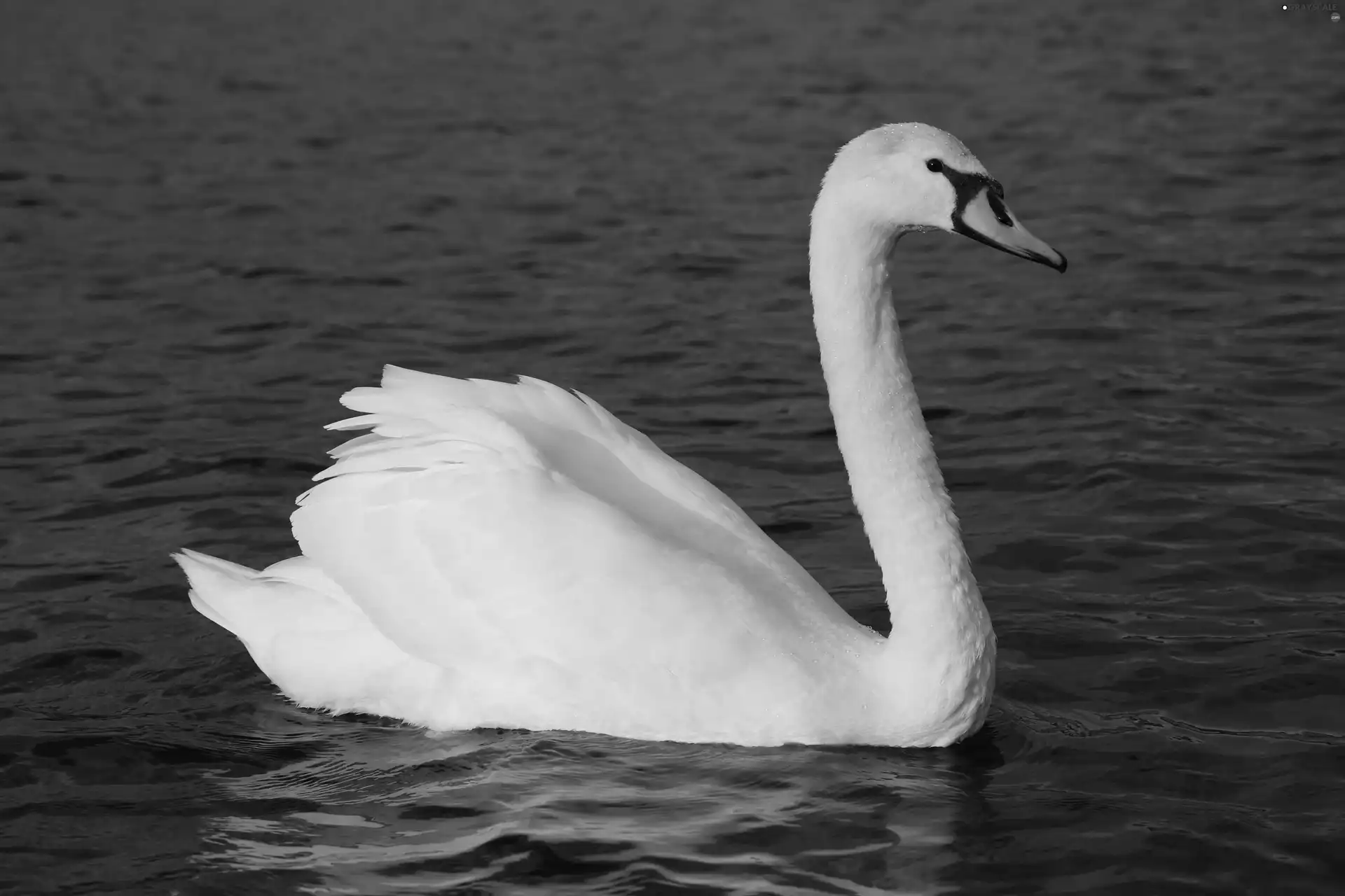 Swans, water