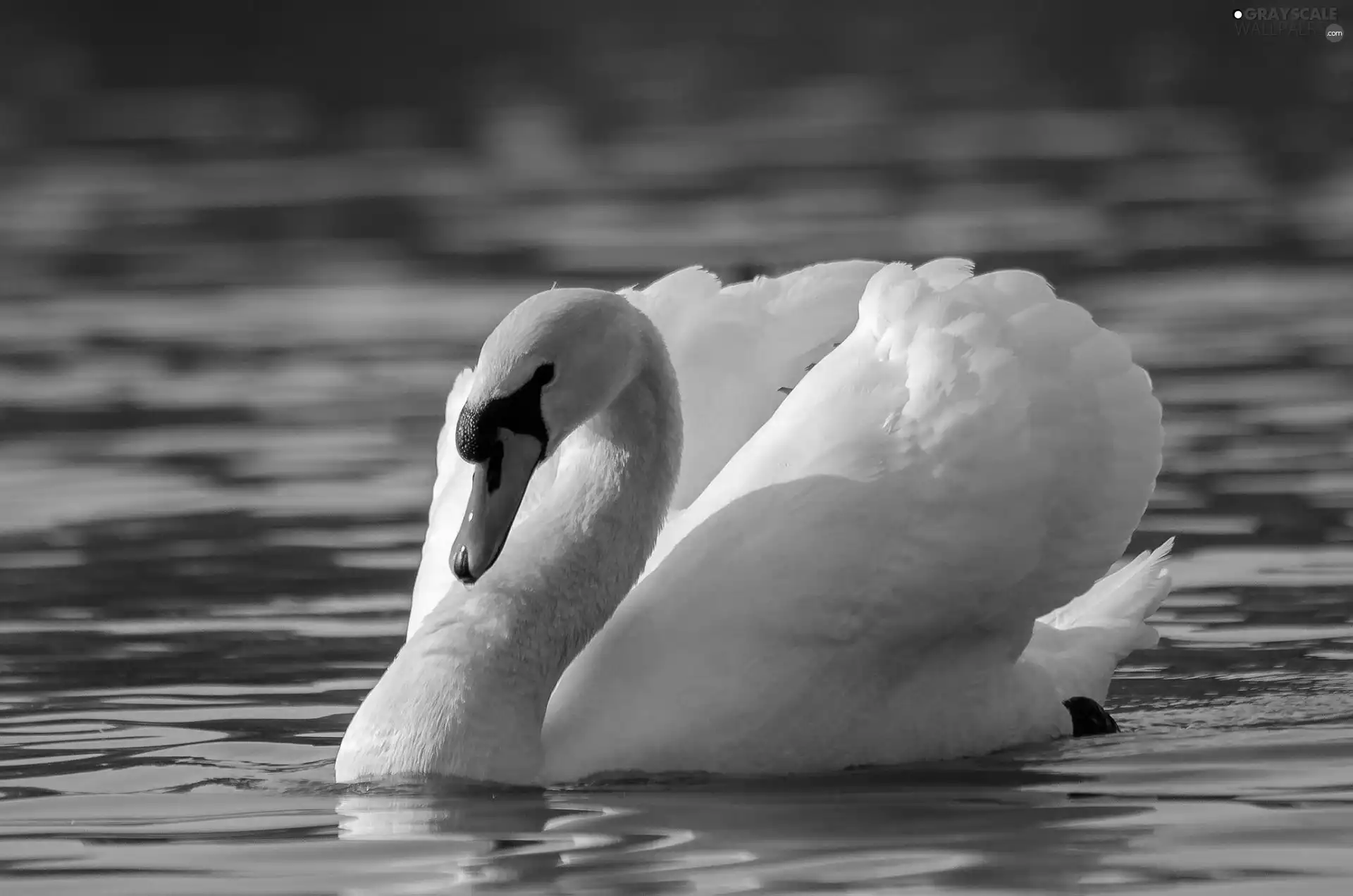 Swans, water