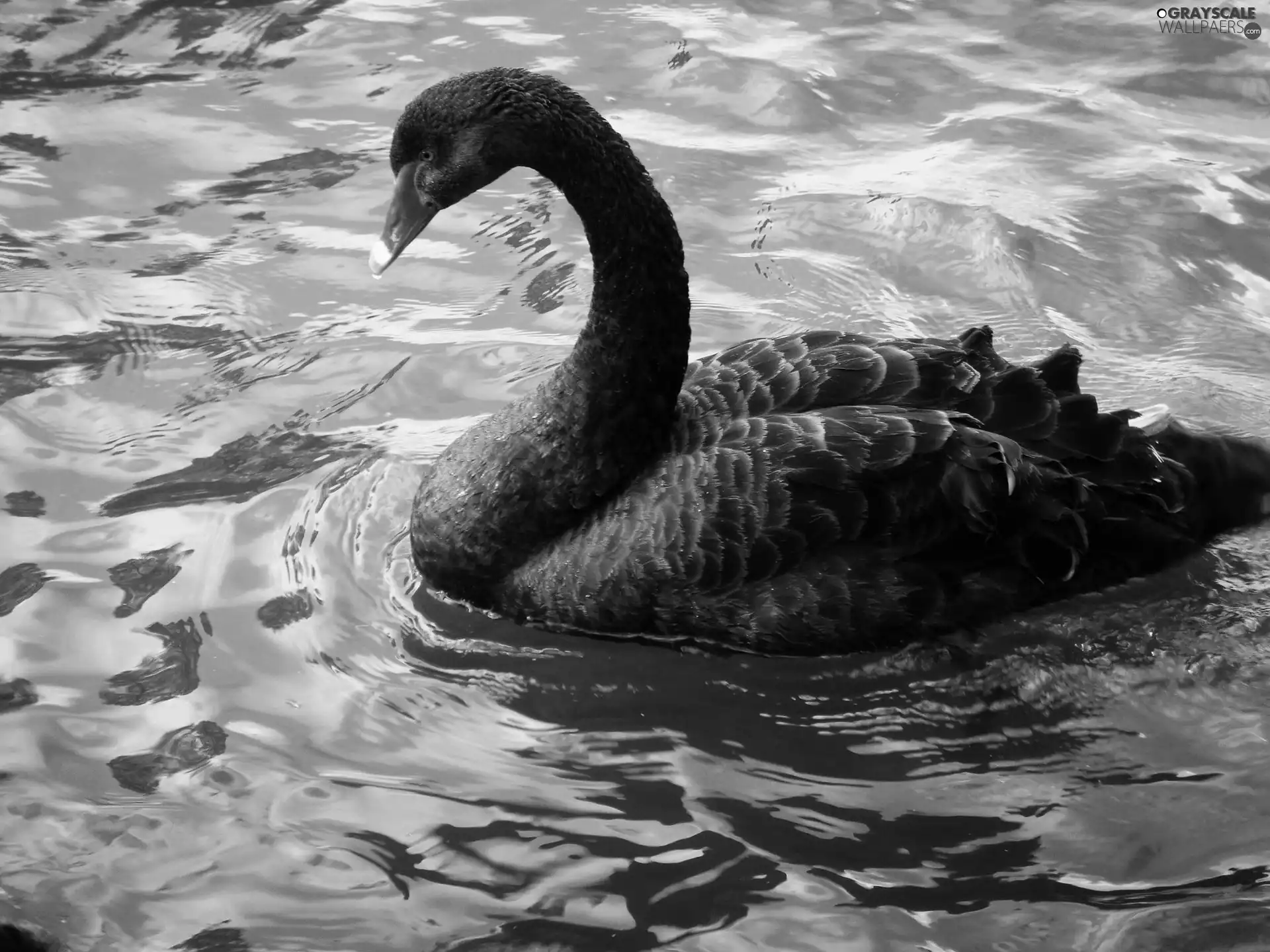 water, Black, Swans