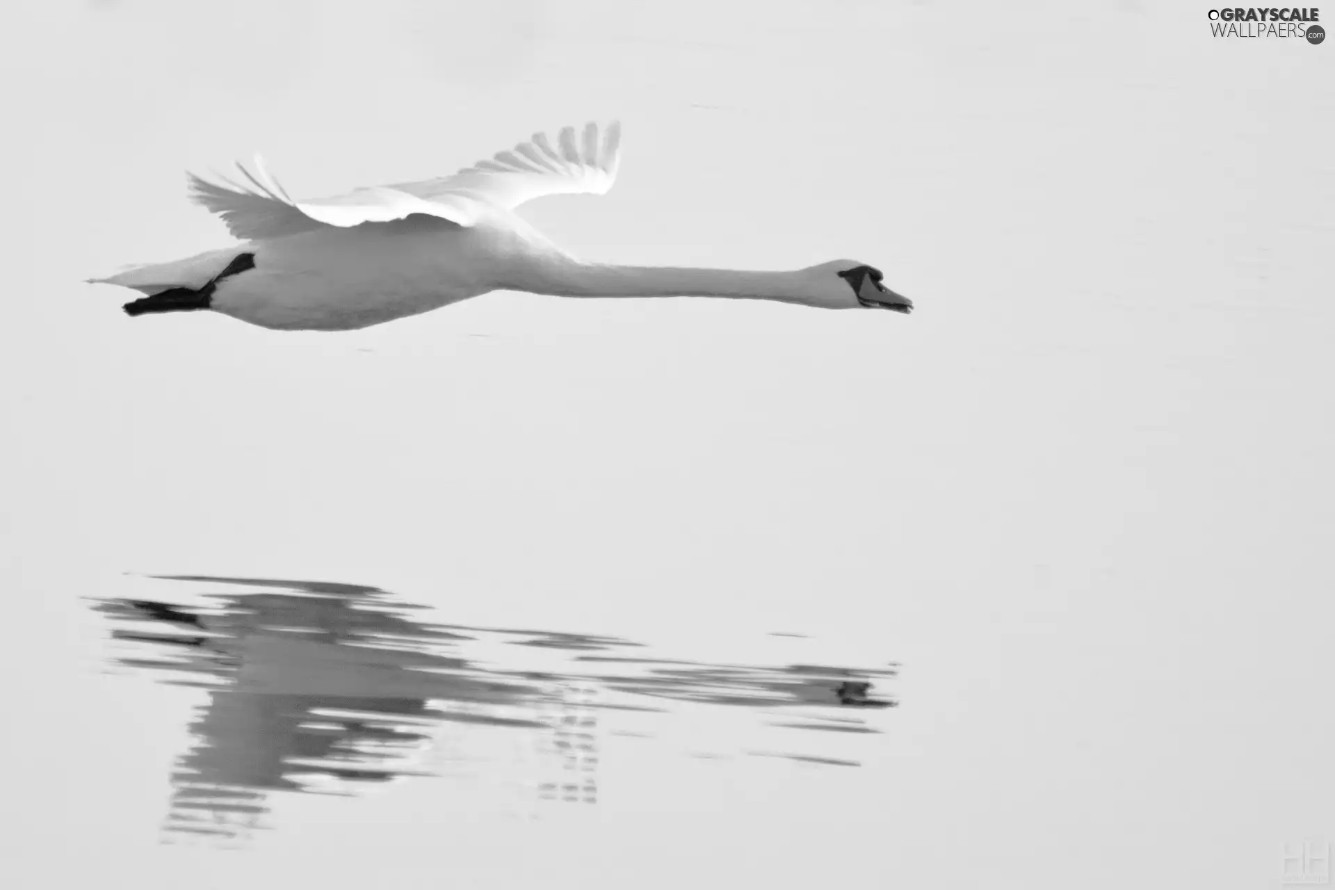 water, flying, Swans