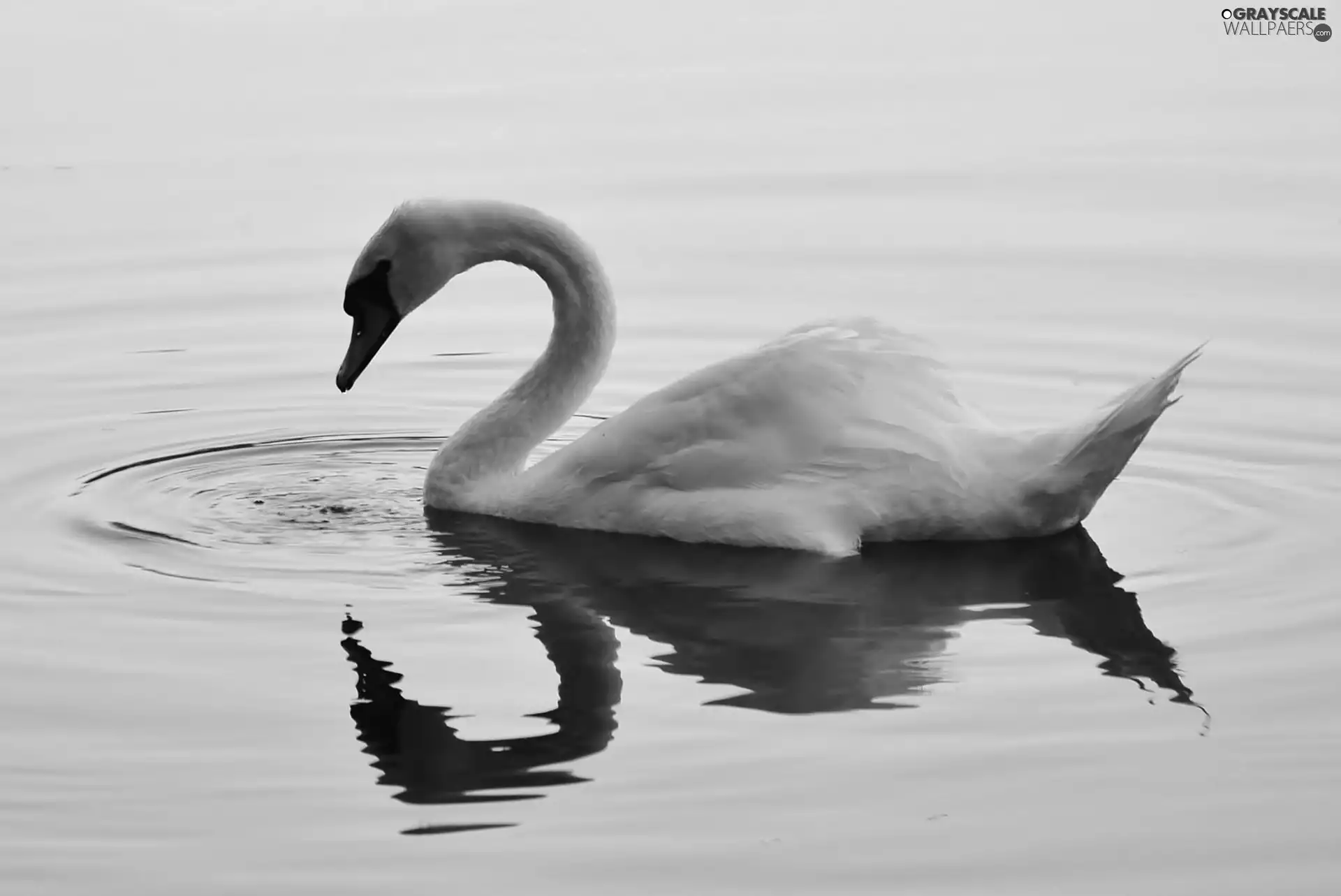 water, White, Swans
