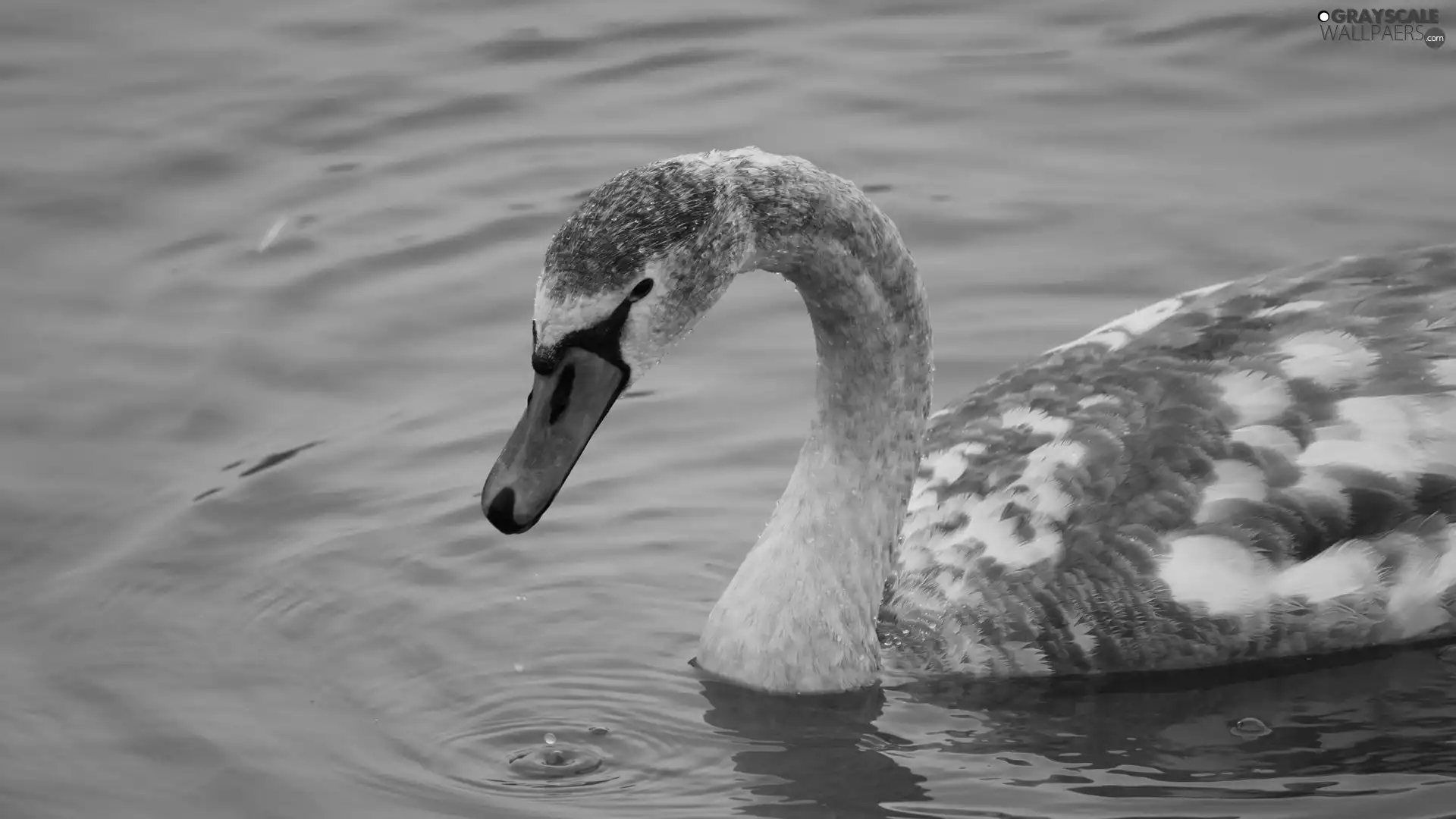 Swans, water