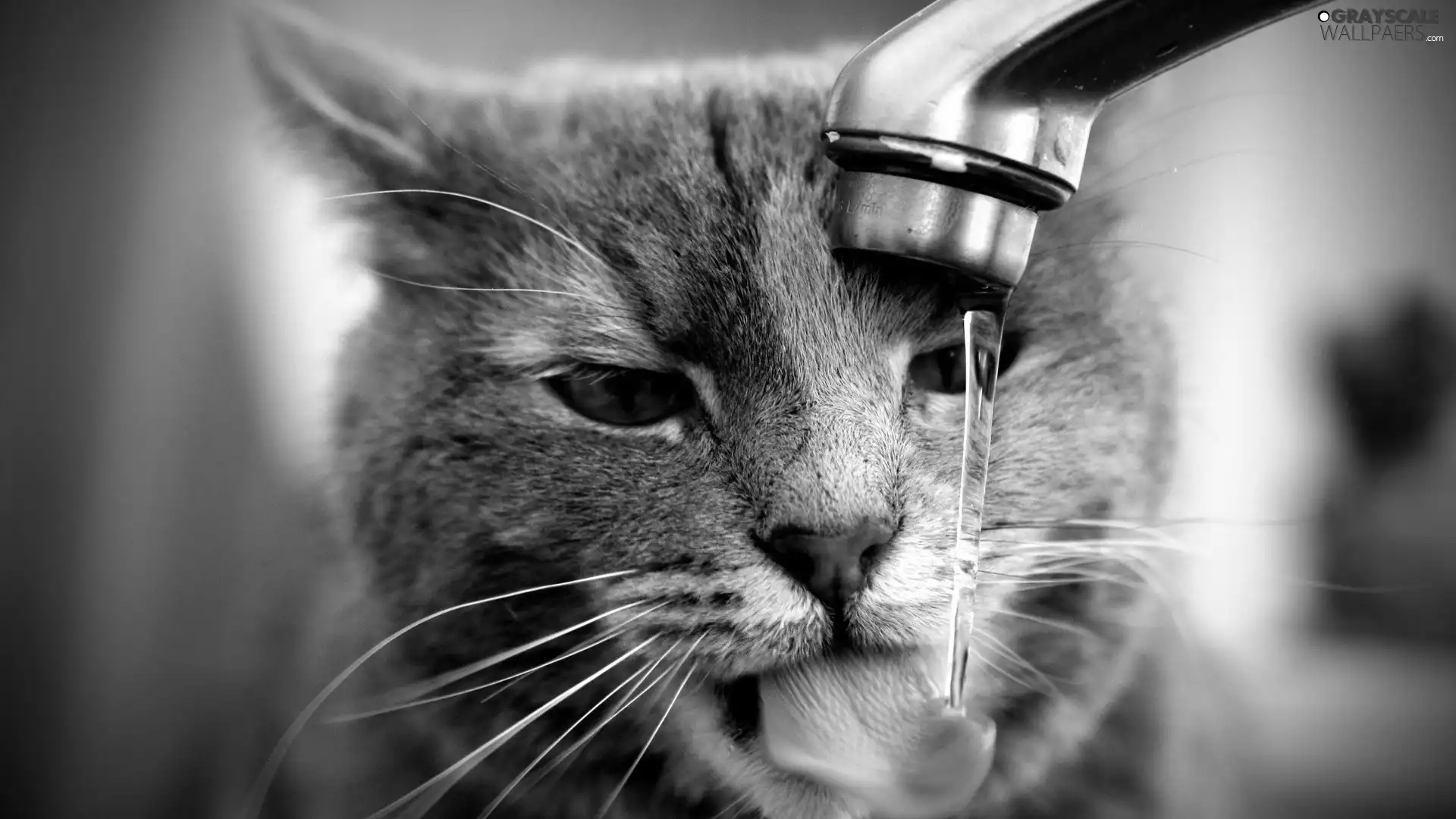 water, cat, tap