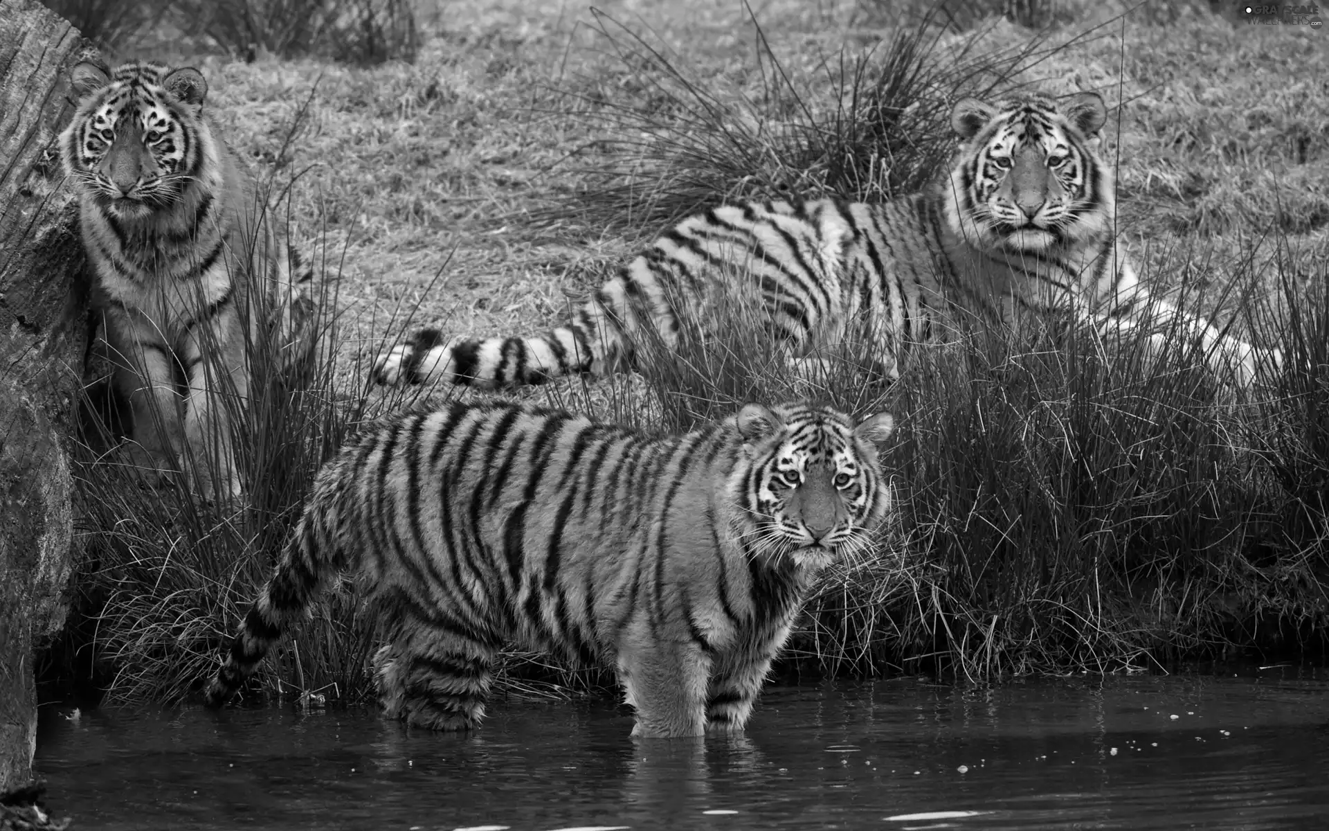 Three, grass, water, tigress