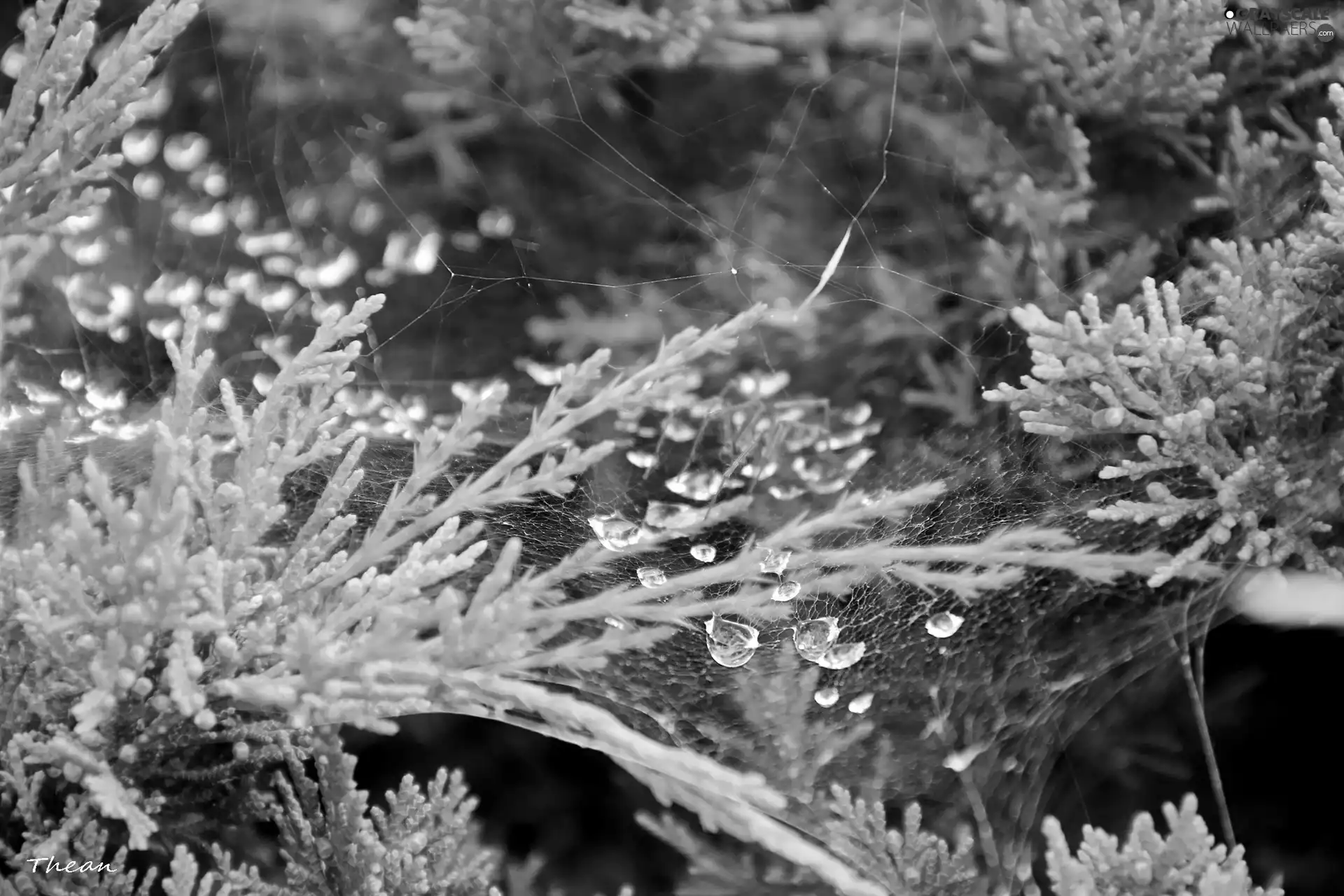 thuja, drops, water, Web