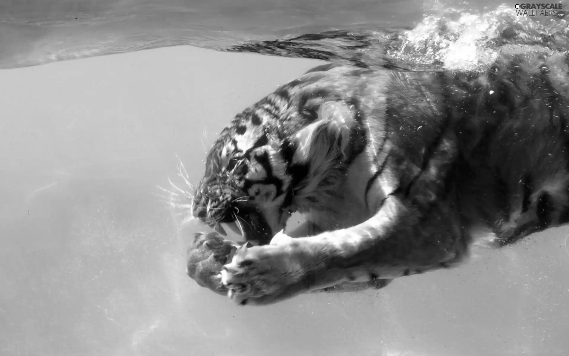 tiger, water