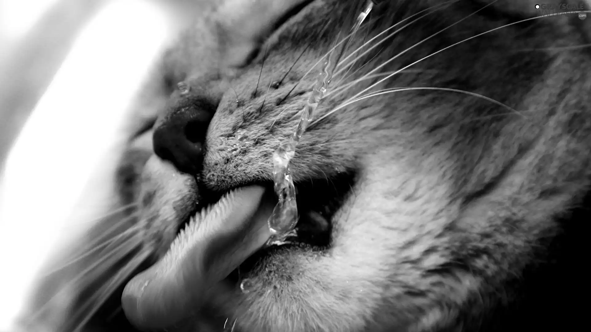 water, cat, Tounge