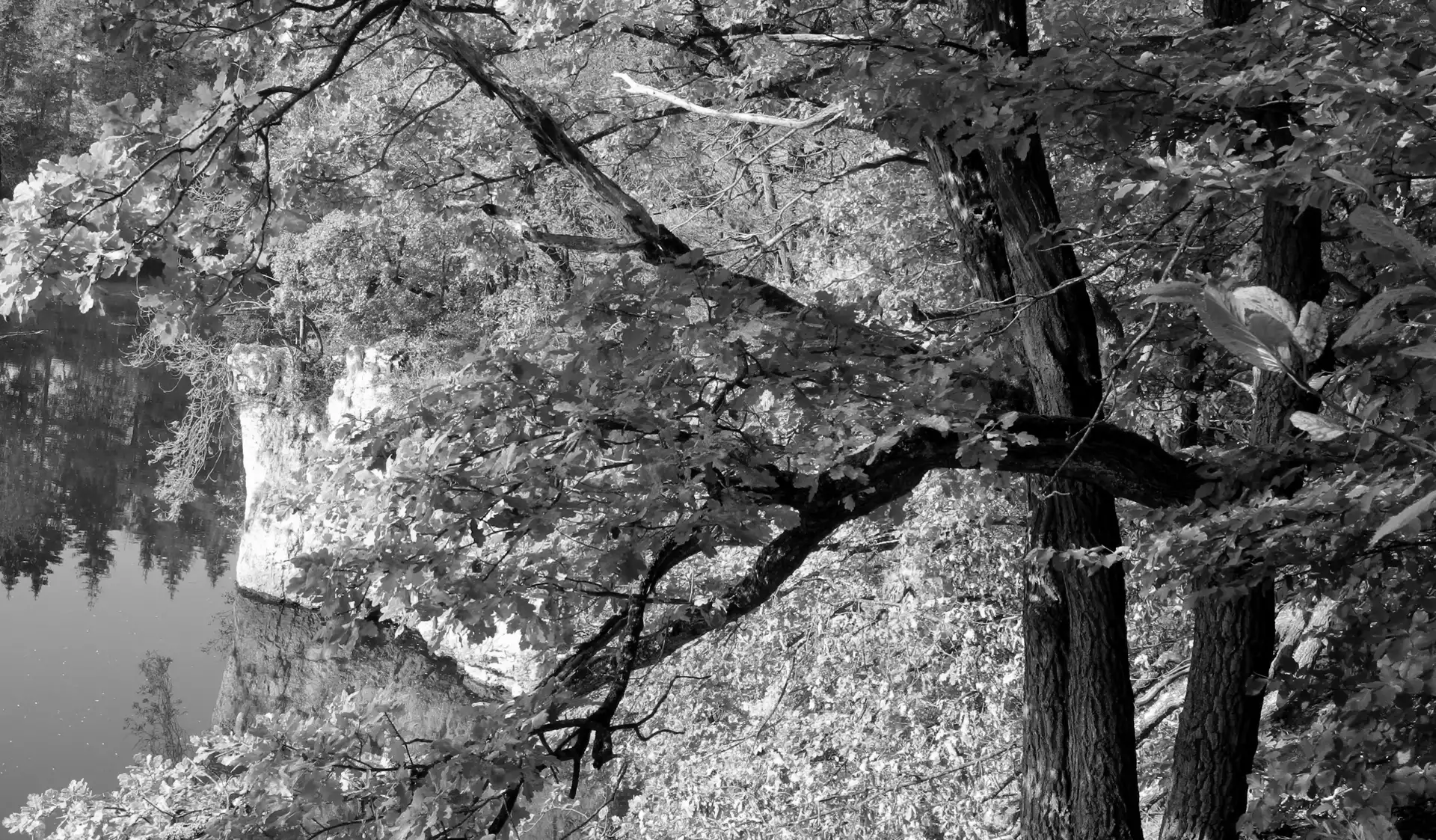 water, autumn, trees