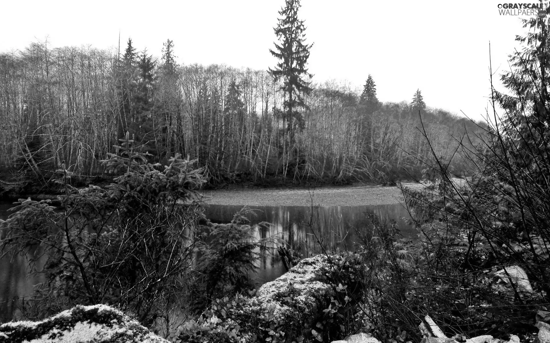 trees, Emerald, water, viewes