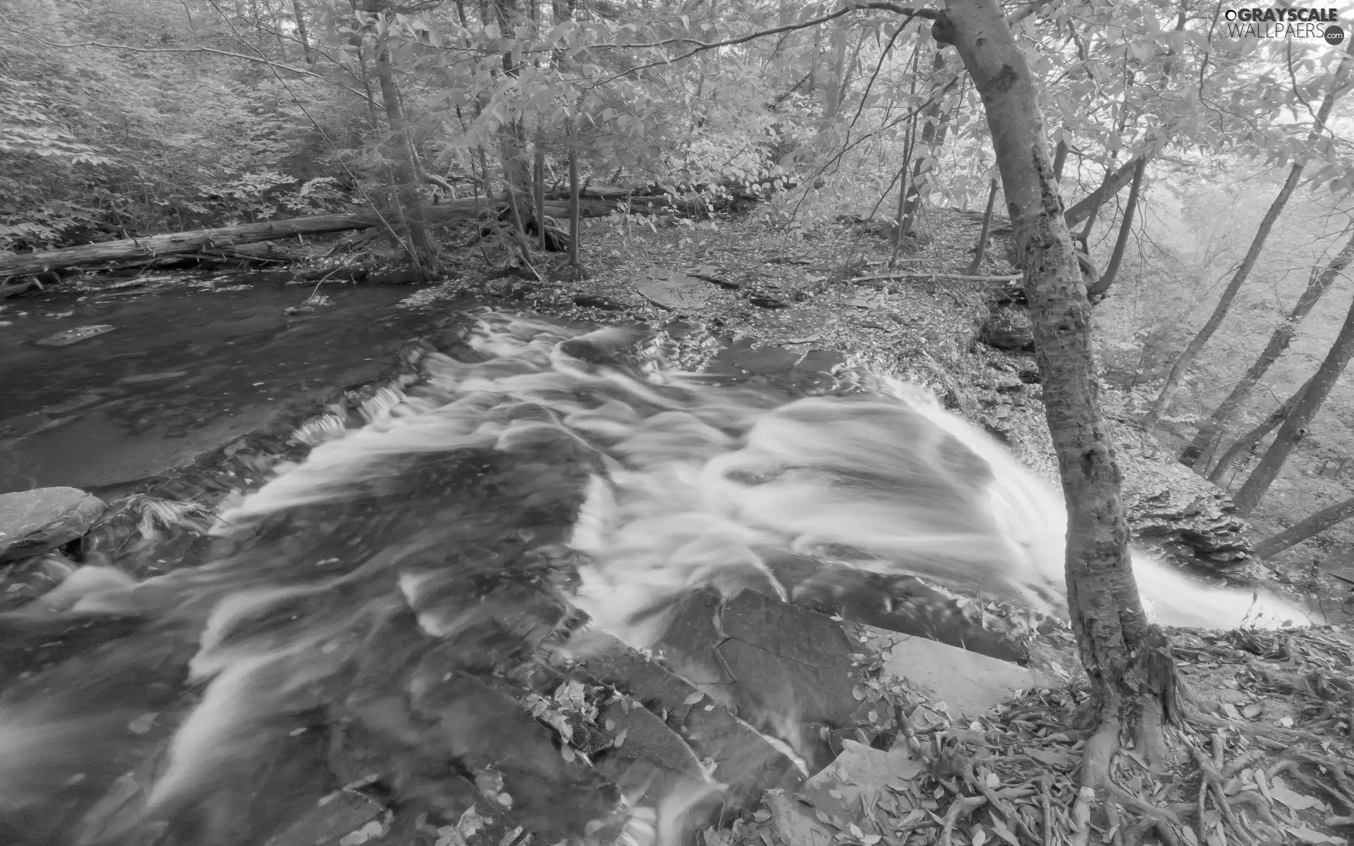 trees, Leaf, water, viewes