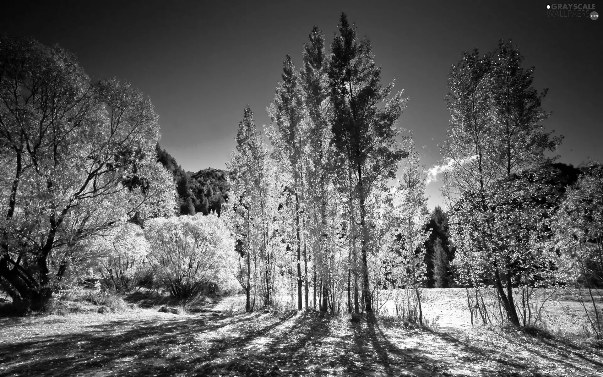 trees, shadows, water, viewes