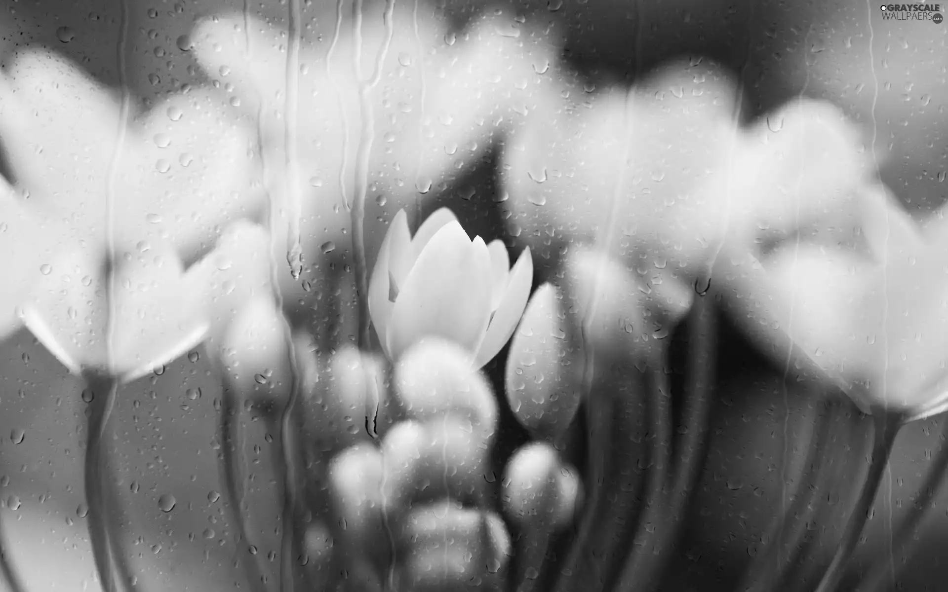 Tulips, drops, water, White