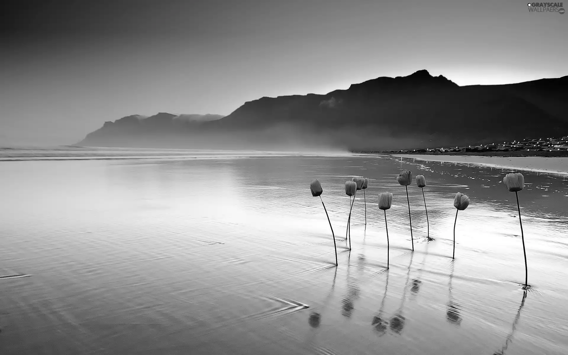 water, Tulips, west, sun, Mountains