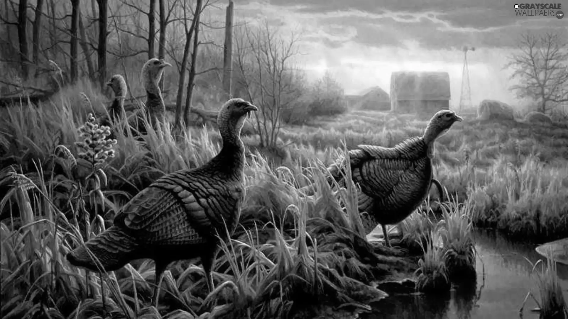 turkeys, sun, water, west