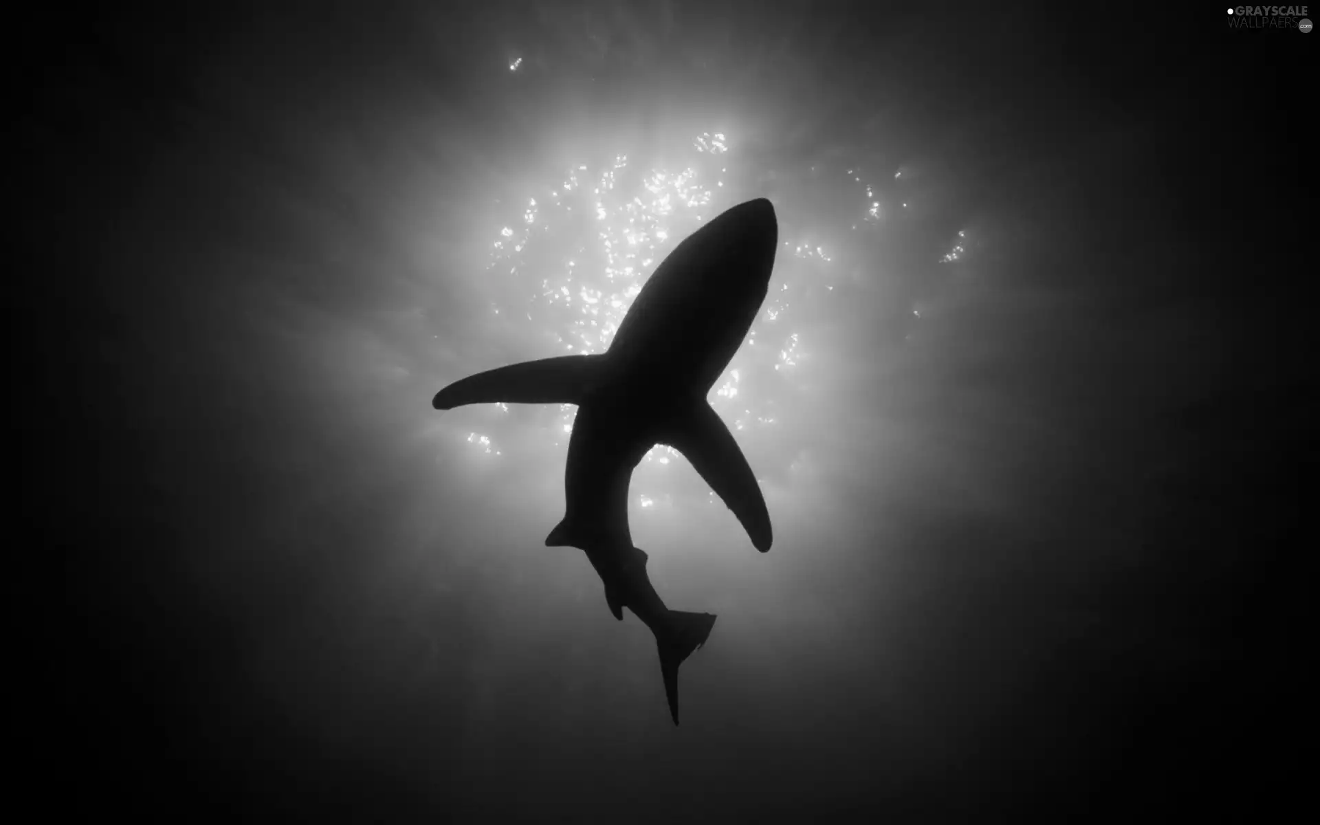 water, shark, turquoise