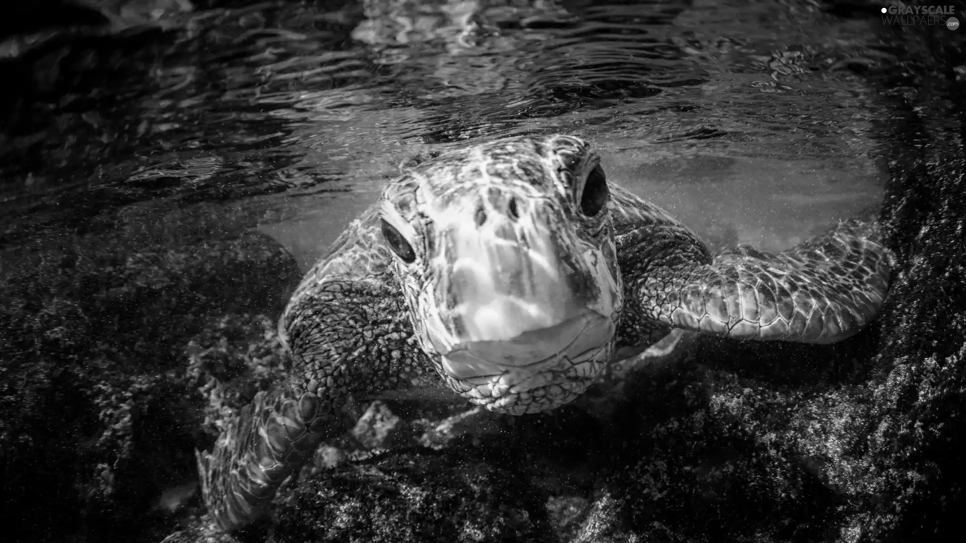 turtle, water